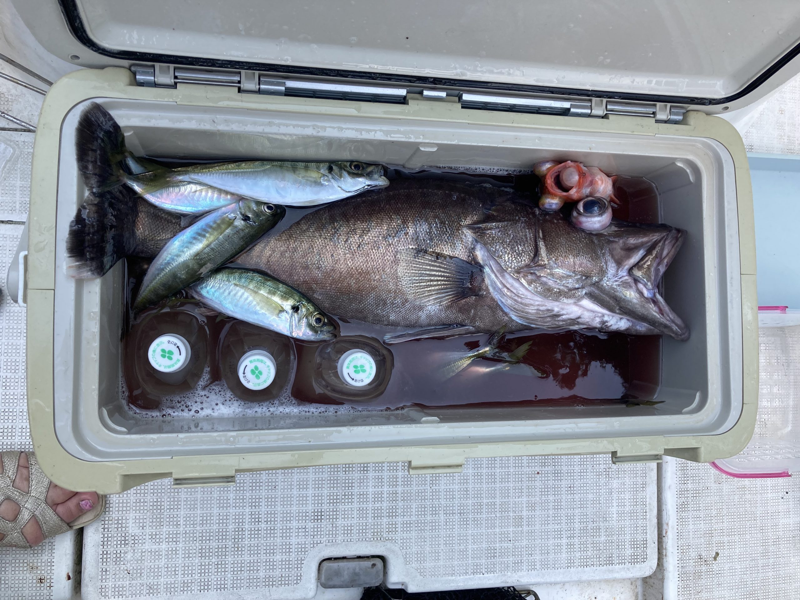 海のボート釣り　オーナー様釣果