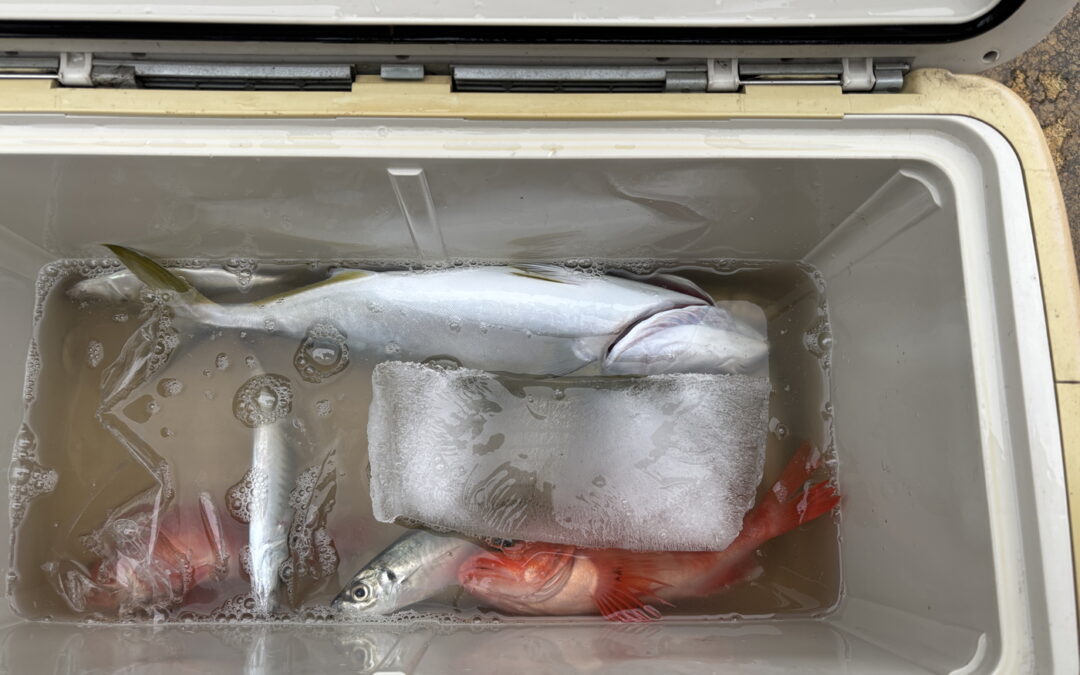 海のボート釣り　釣り日和は海日和