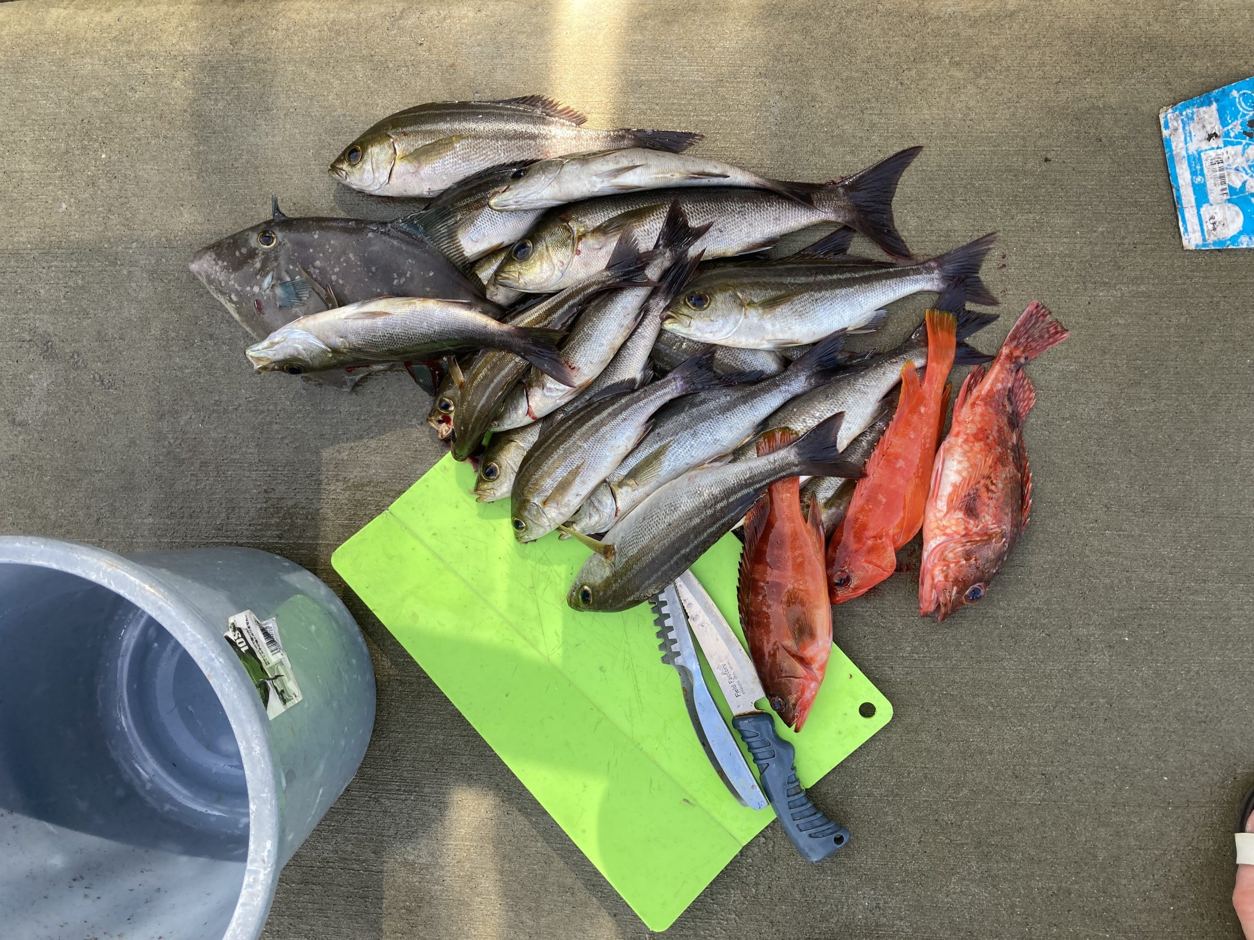 海のボート釣り　オーナー様釣果