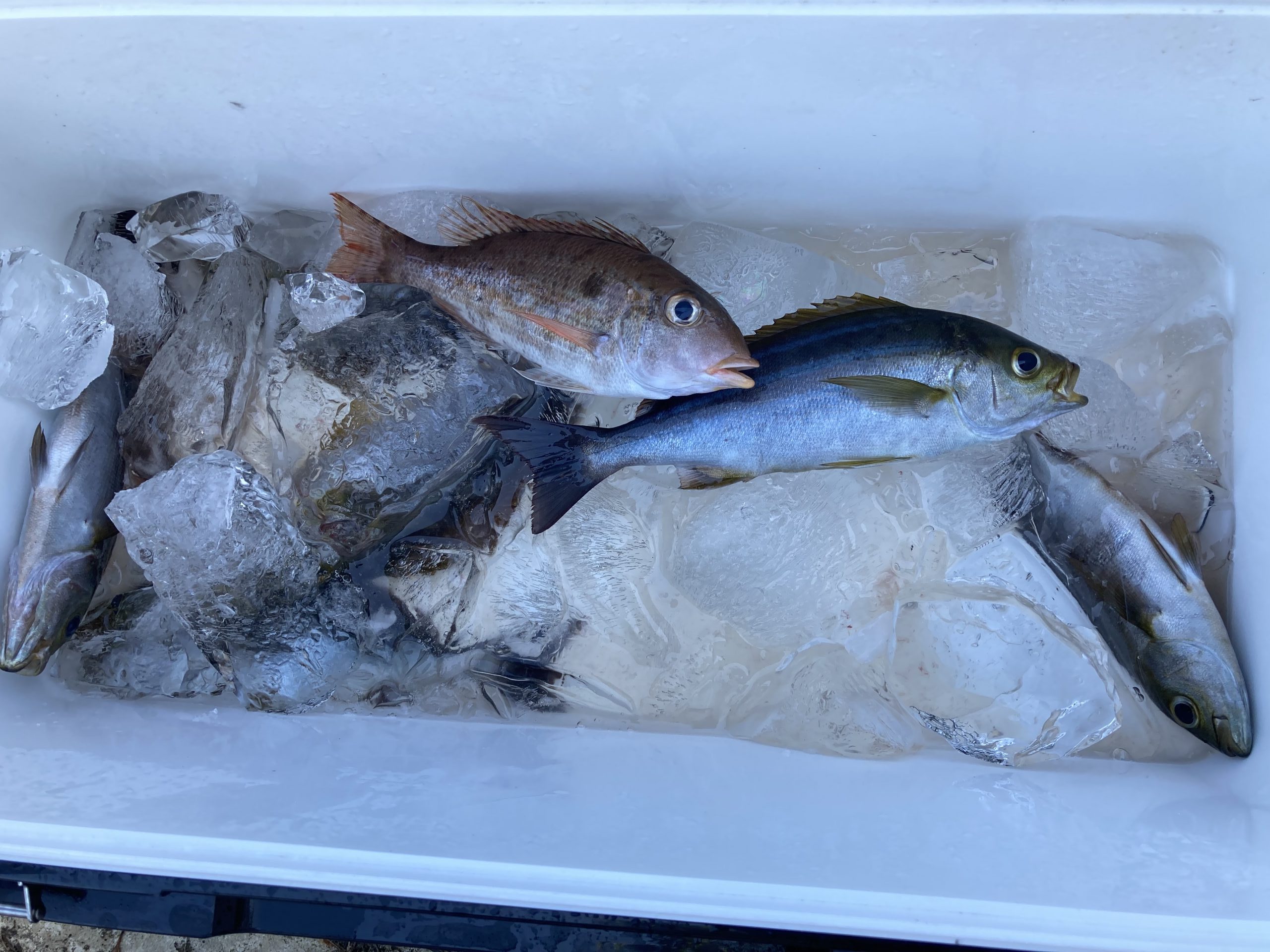 海のボート釣り　オーナー様釣果