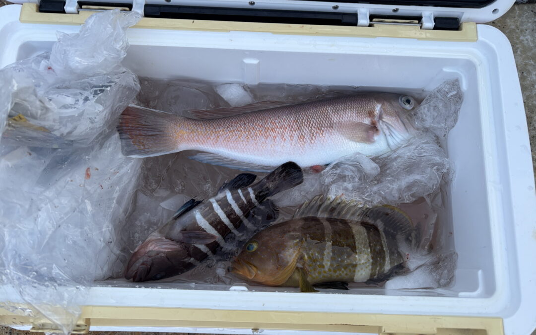 海のボート釣り　オーナー様釣果　量より質