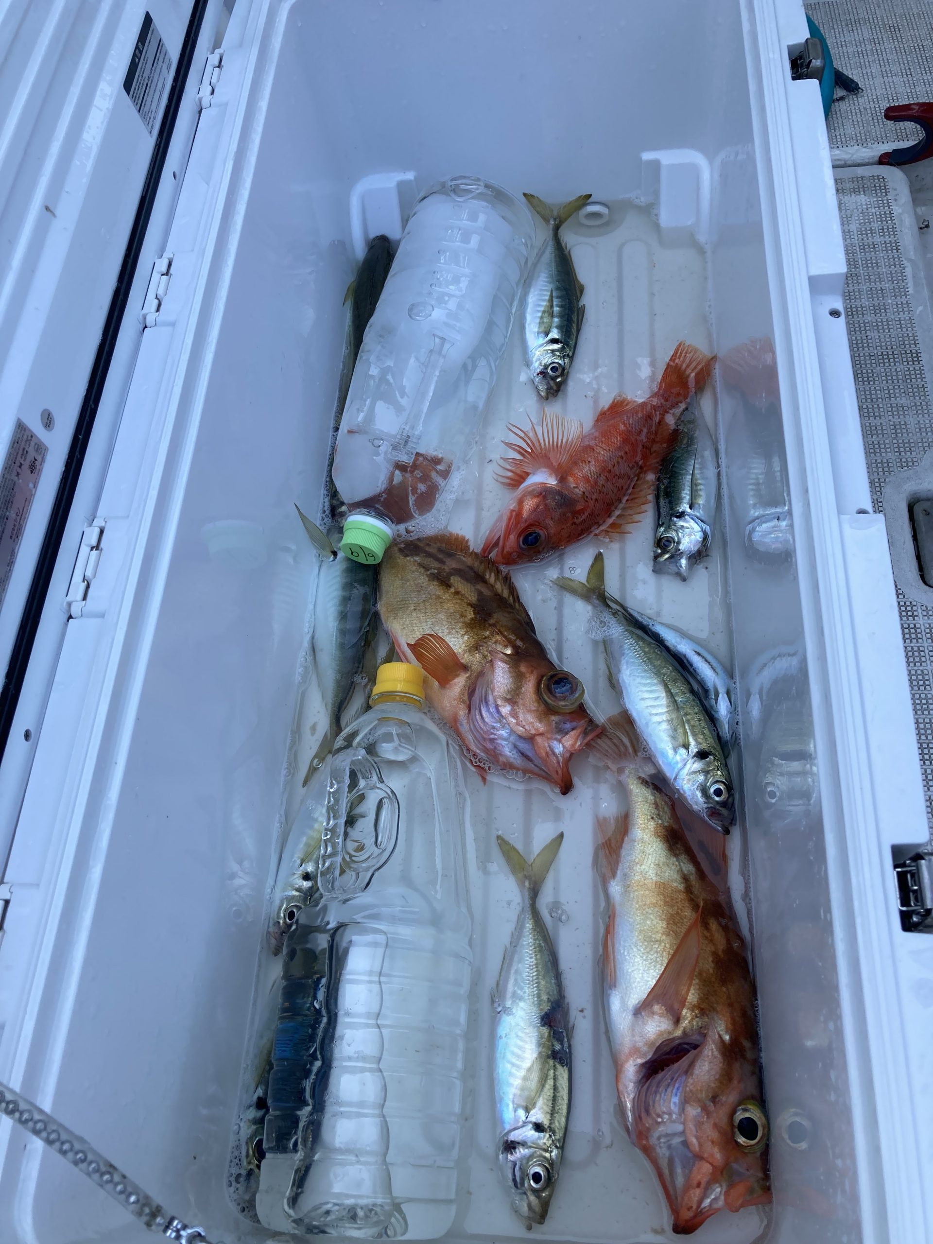 海のボート釣り　オーナー様釣果