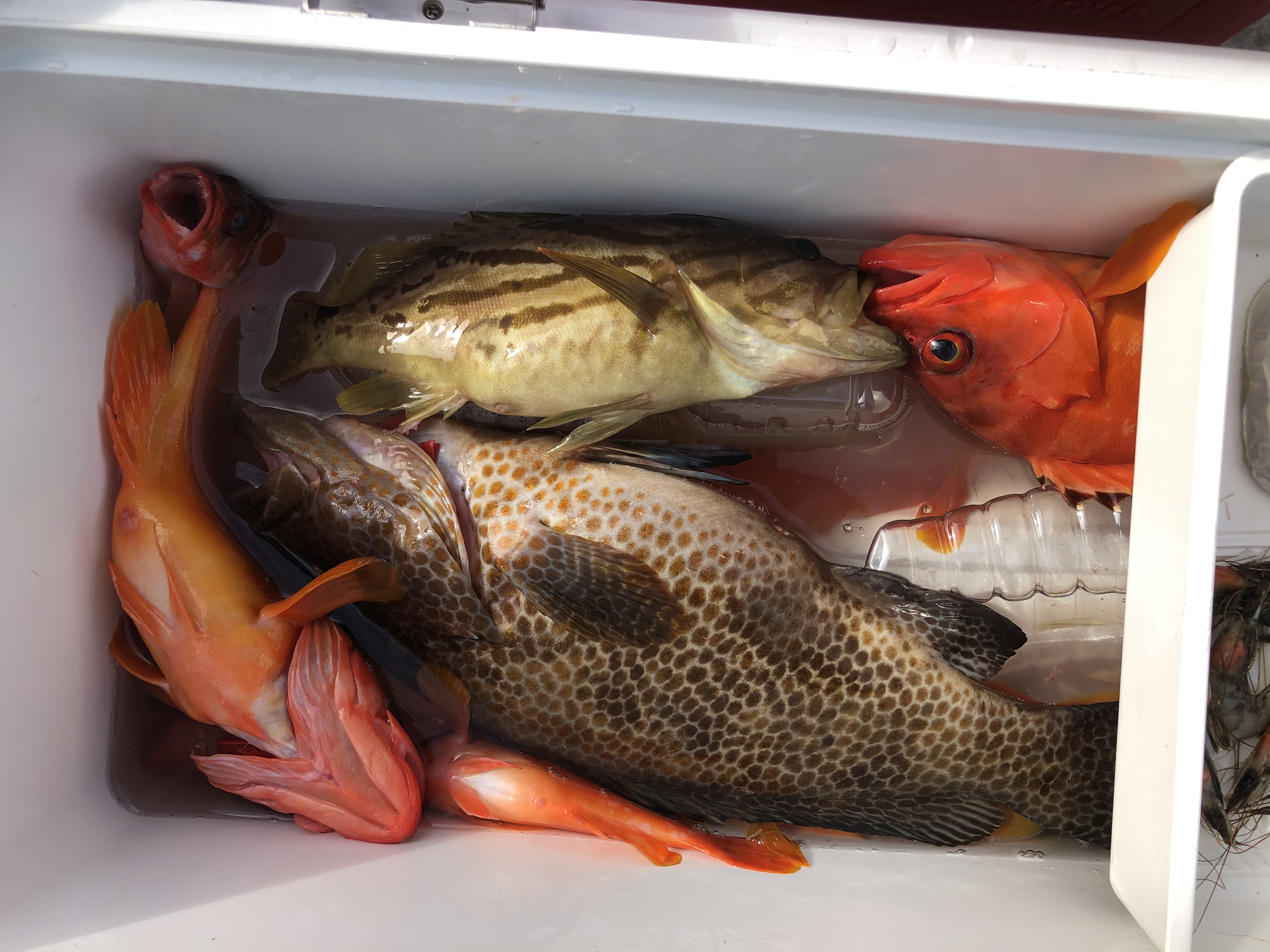 海のボート釣り　オーナー様釣果