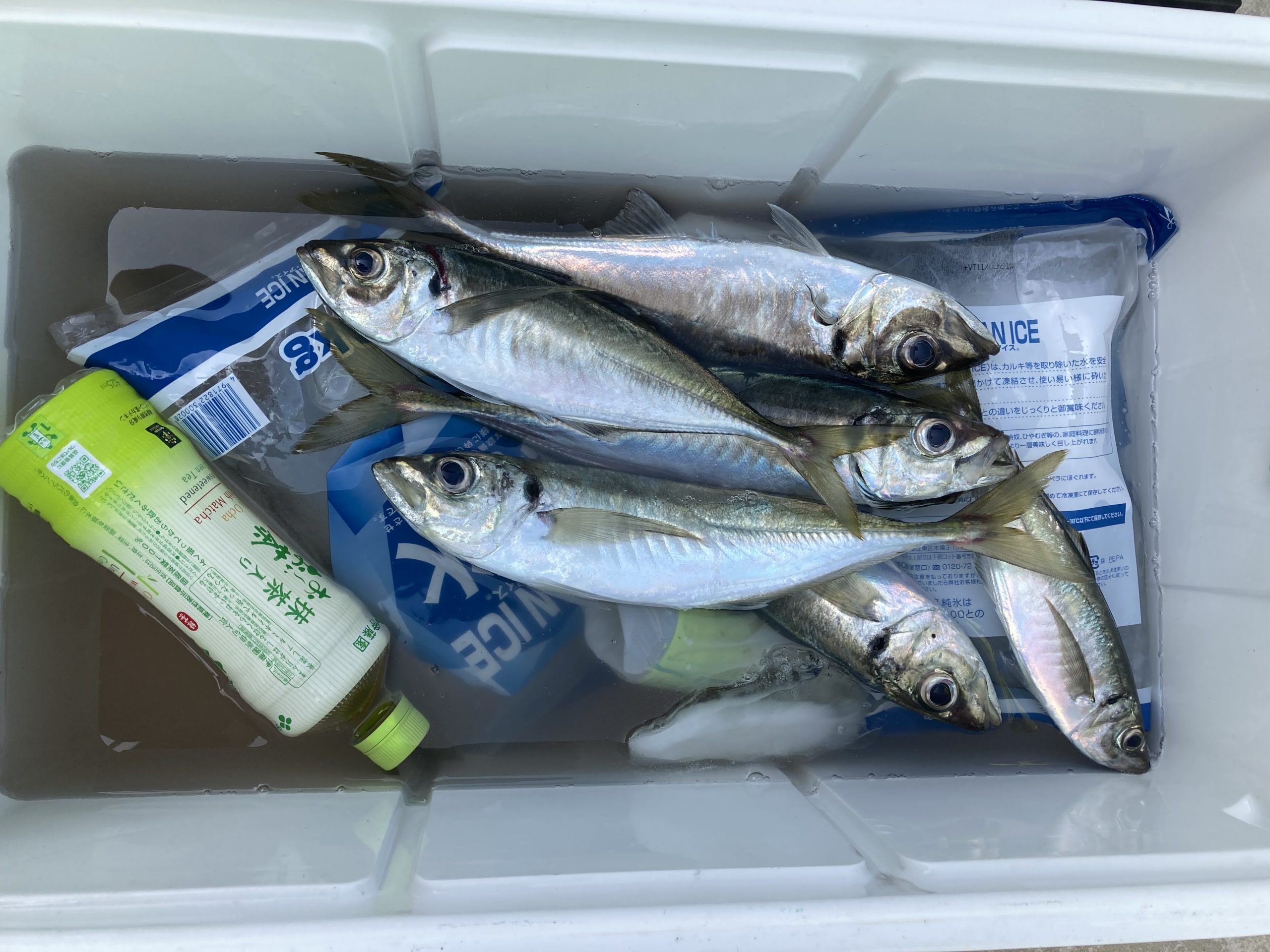 海のボート釣り　オーナー様釣果