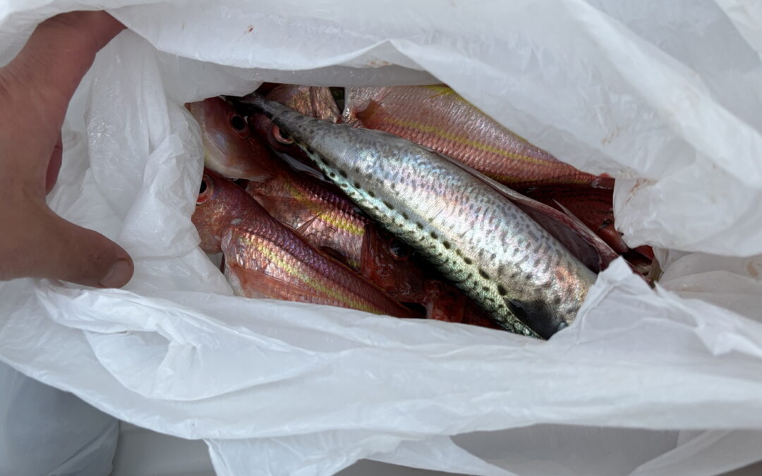 海のボート釣り　釣った魚を食べられる店開店！