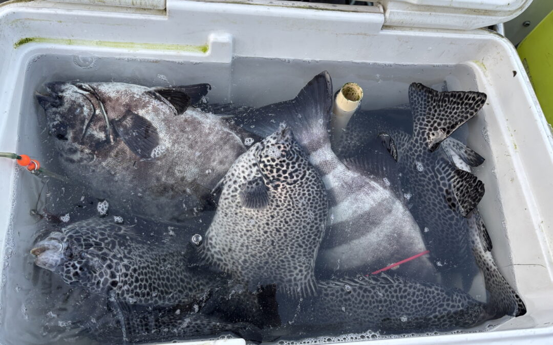 海のボート釣り　近似種のハイブリッド