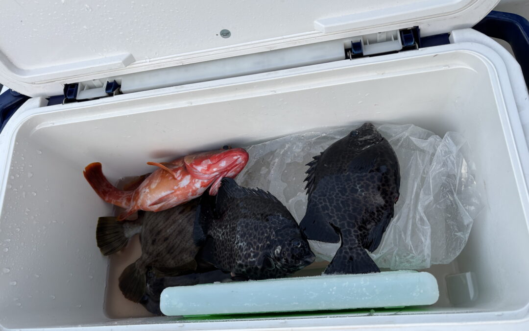 イシガキダイは煮つけ最高