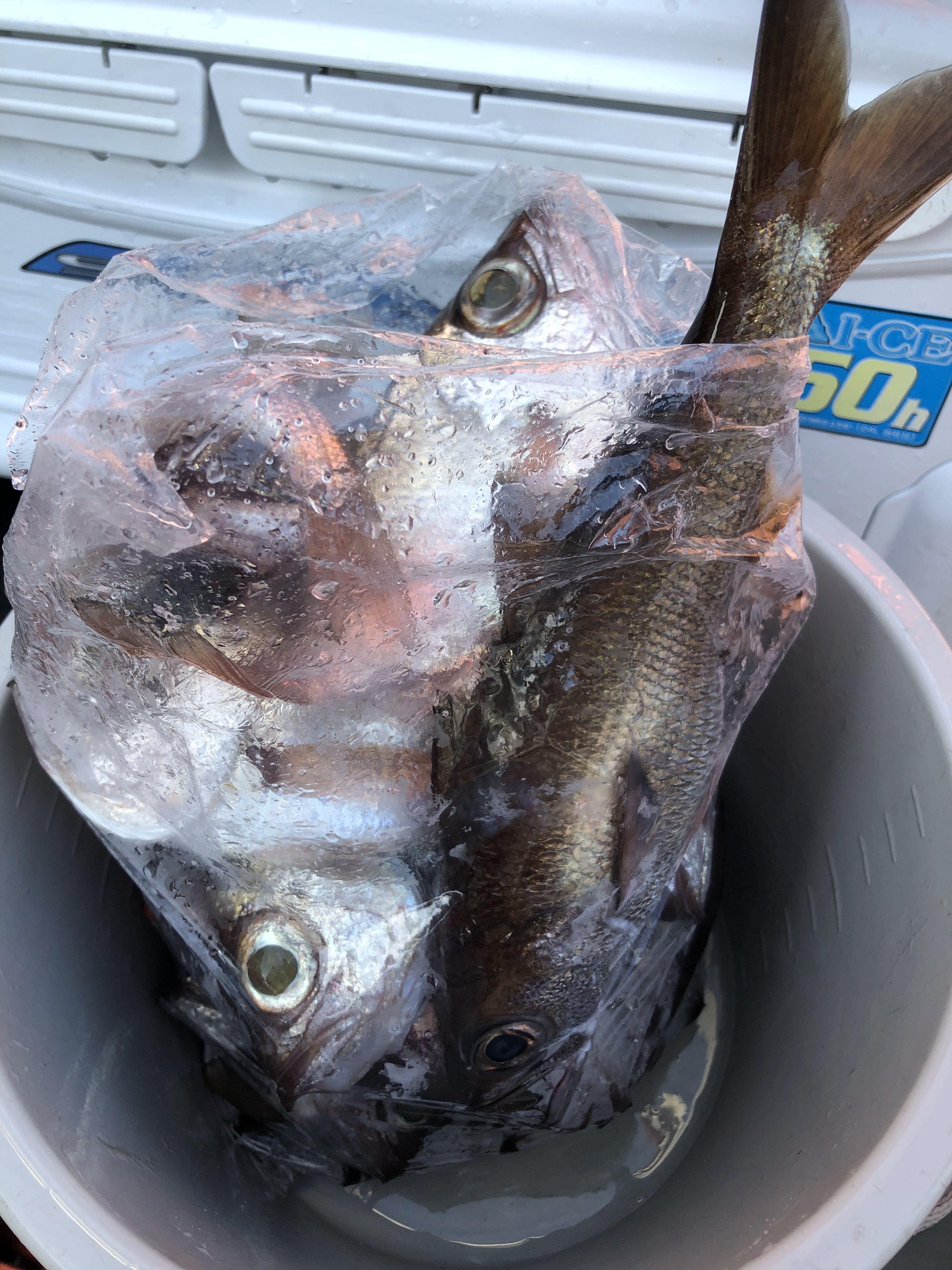 海のボート釣り　オーナー様釣果