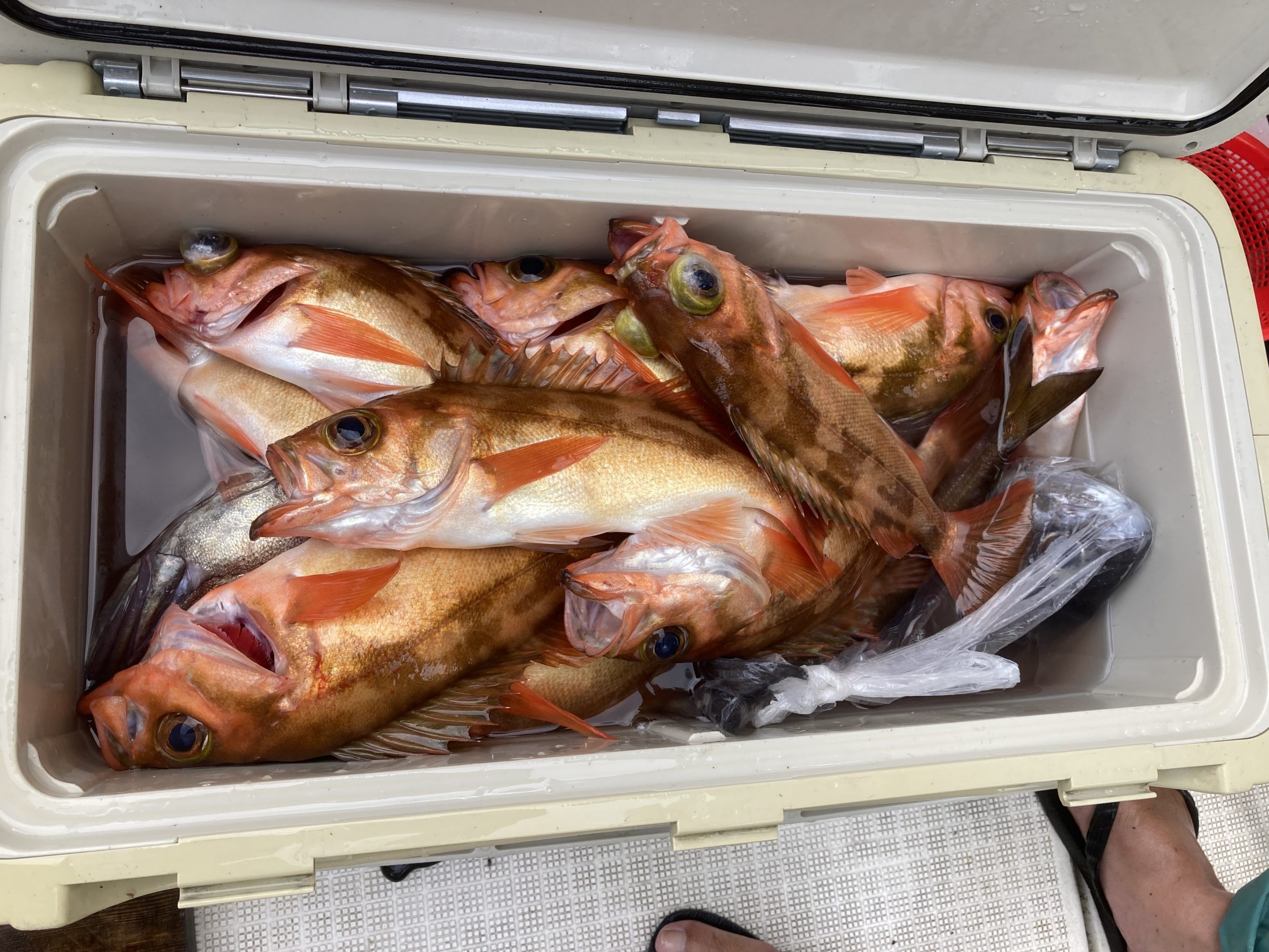 海のボート釣り　オーナー様釣果