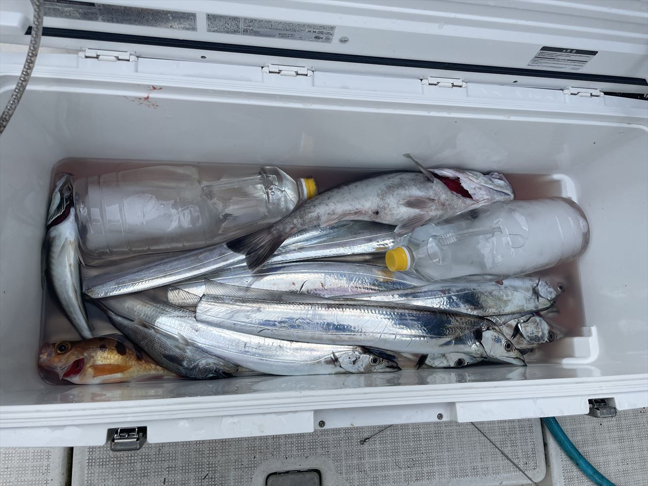 太刀魚