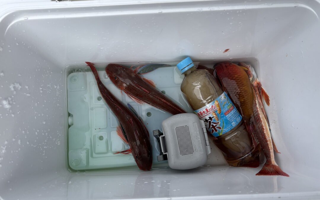 海のボート釣り　主現る