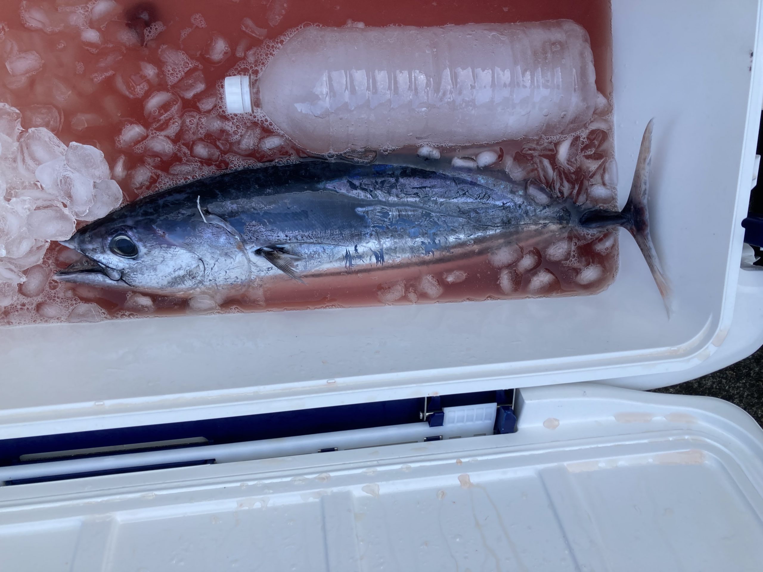 海のボート釣り　オーナー様釣果