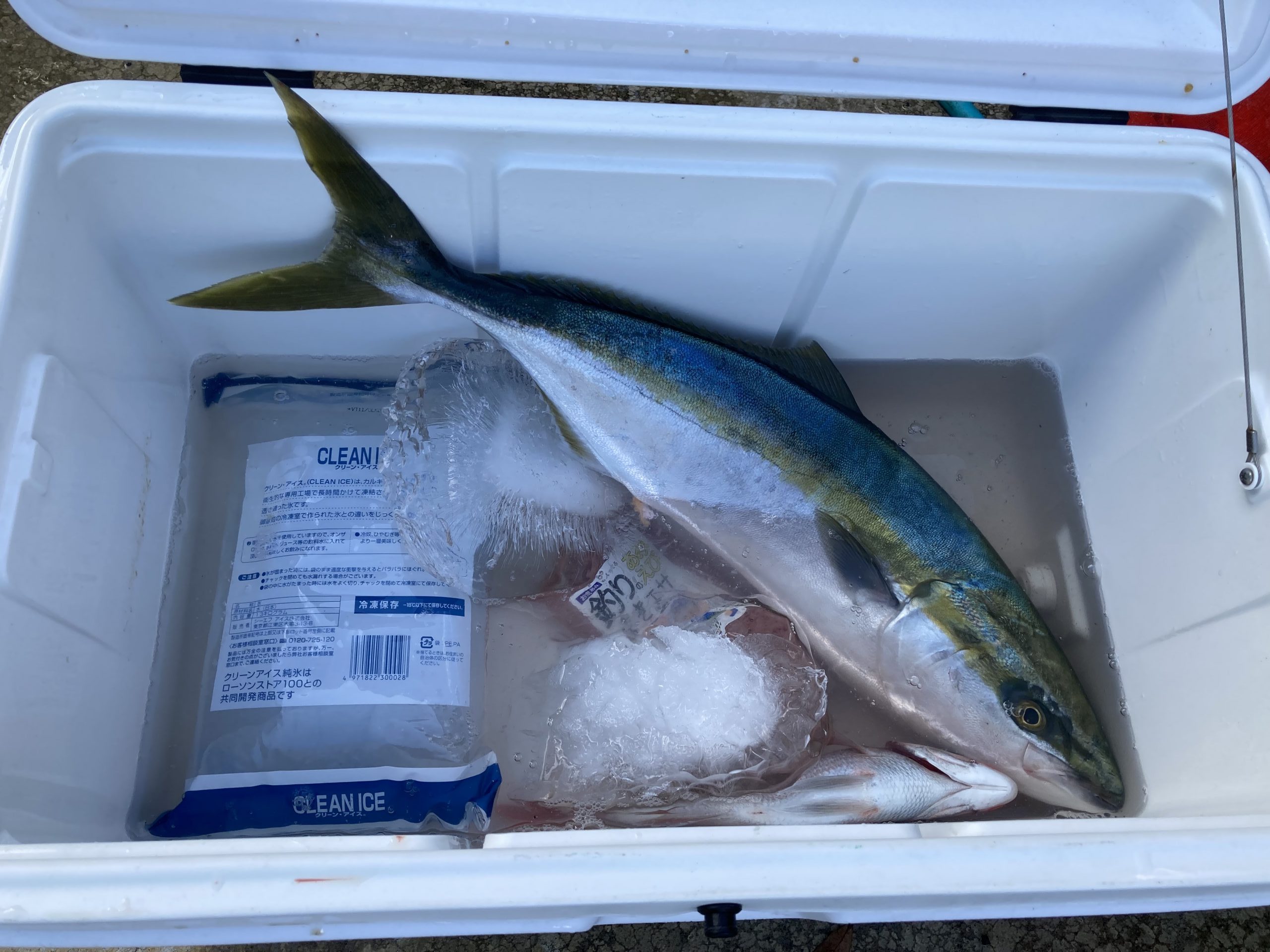 海のボート釣り　オーナー様釣果