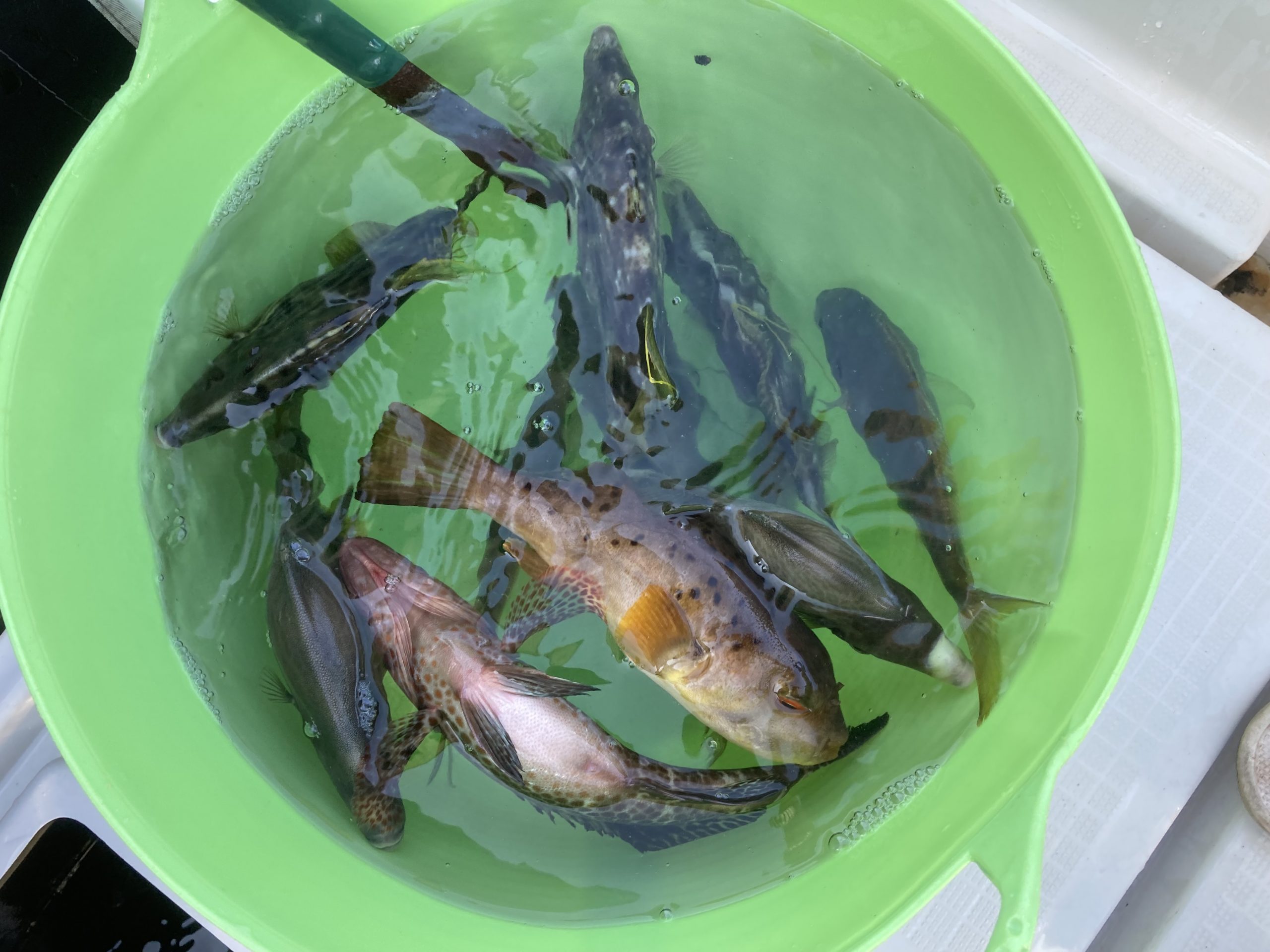 海のボート釣り　オーナー様釣果