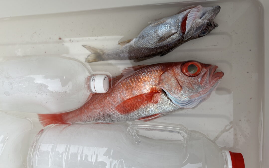 海のボート釣り　量より質