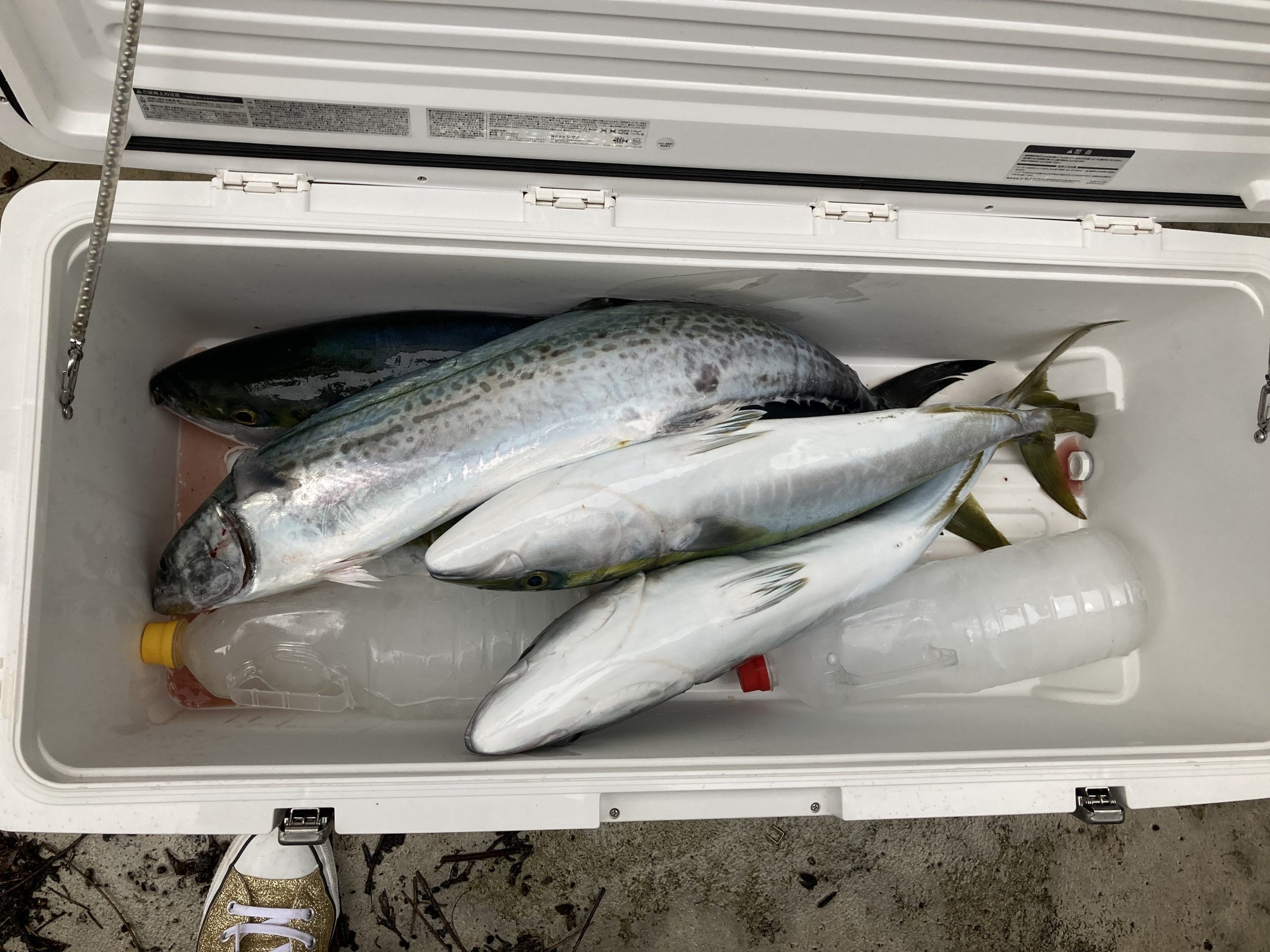 海のボート釣り　オーナー様釣果