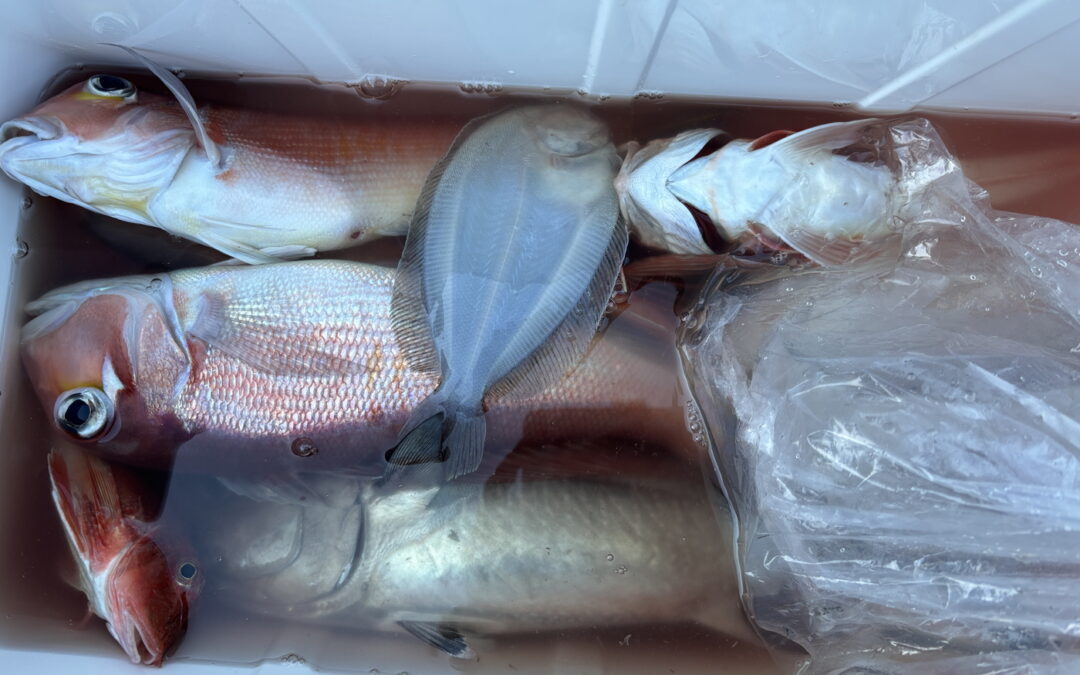 海のボート釣り　謹賀新年