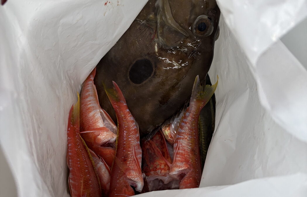 海のボート釣り　金運アップ魚