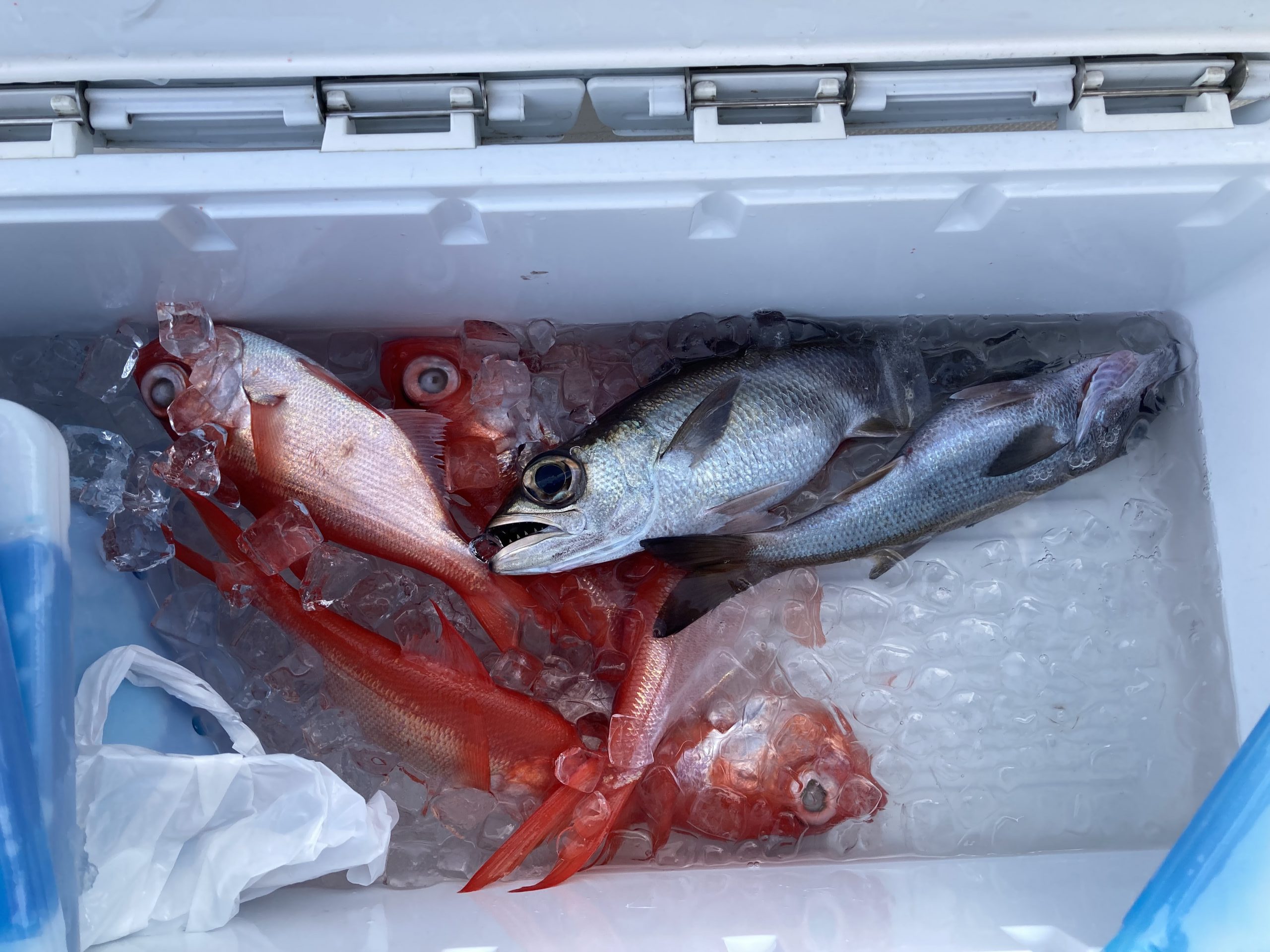 海のボート釣り　オーナー様釣果