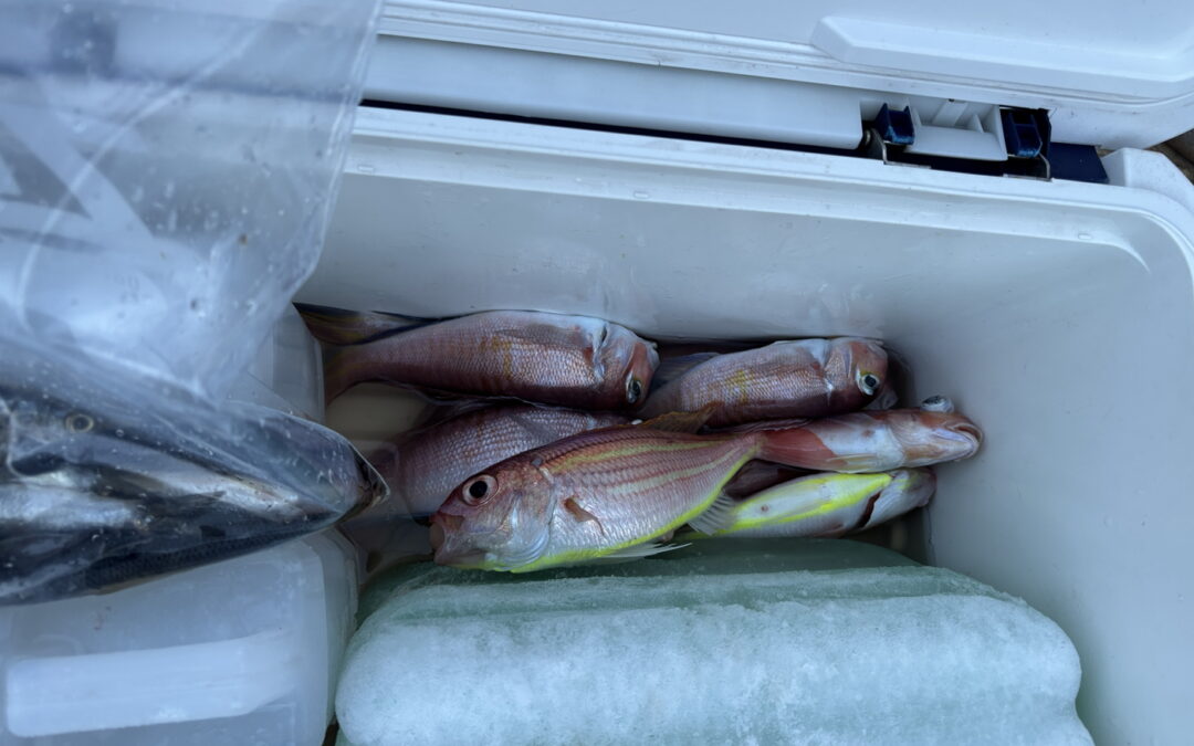 うみのボート釣り　リクエストにより