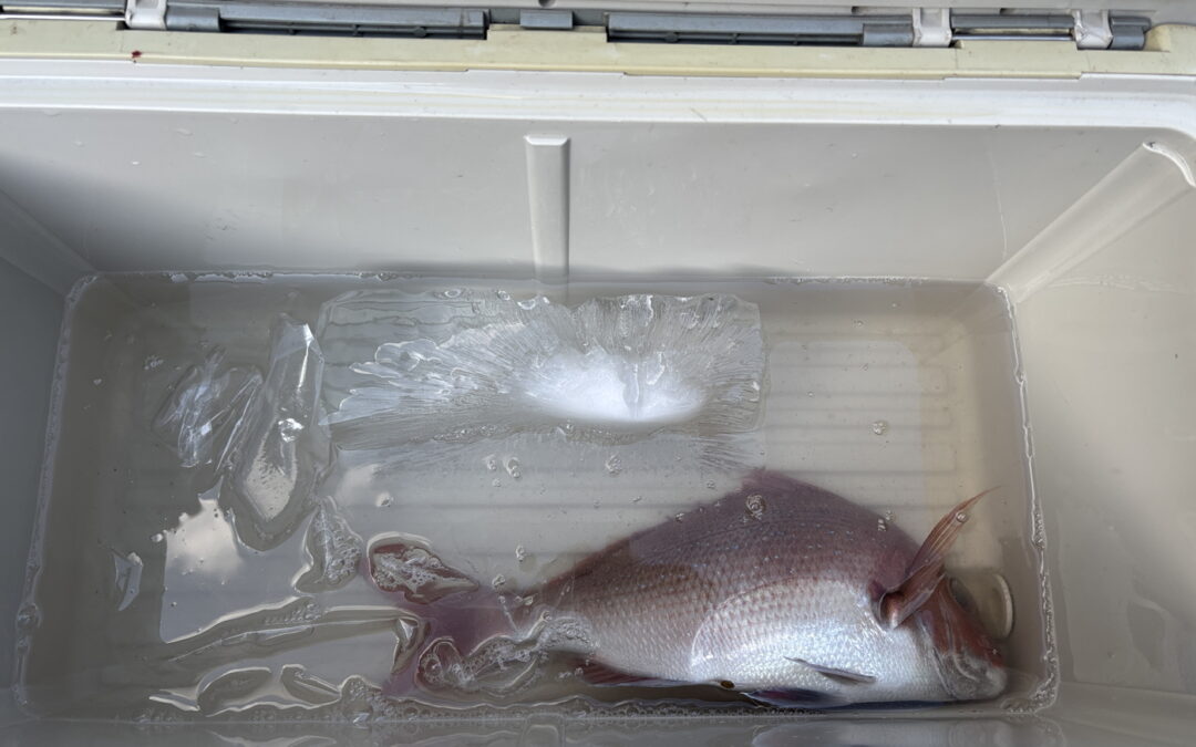 海のボート釣り　今日はスズキ船外機日和