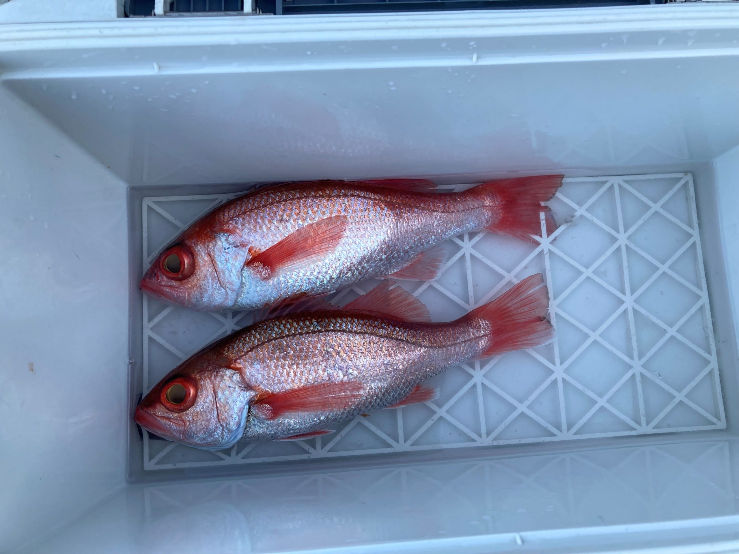 海のボート釣り　オーナー様釣果