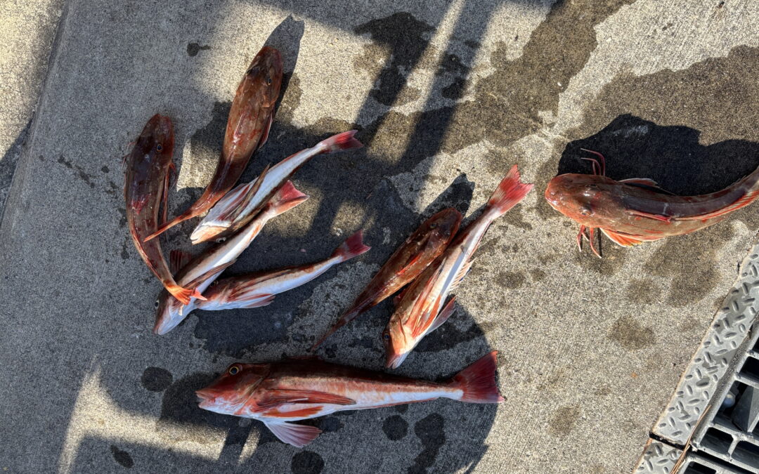 海のボート釣り　2か月ぶりだそうで