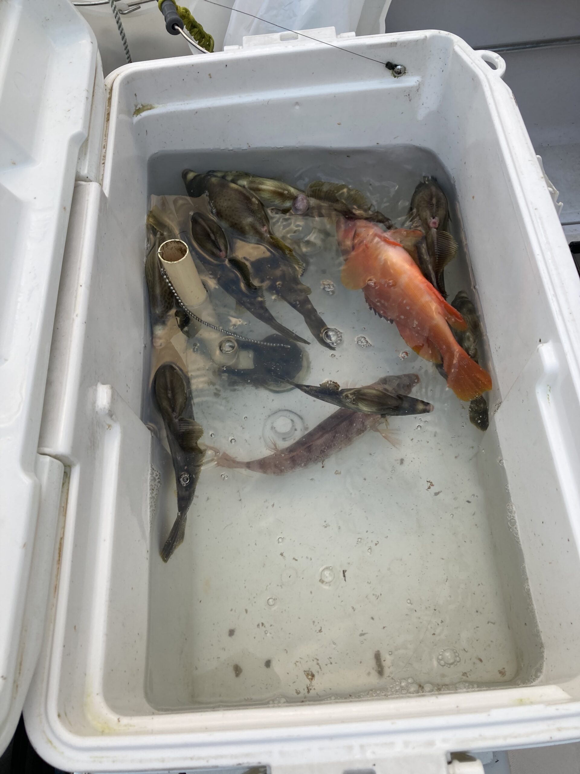 海のボート釣り　オーナー様釣果