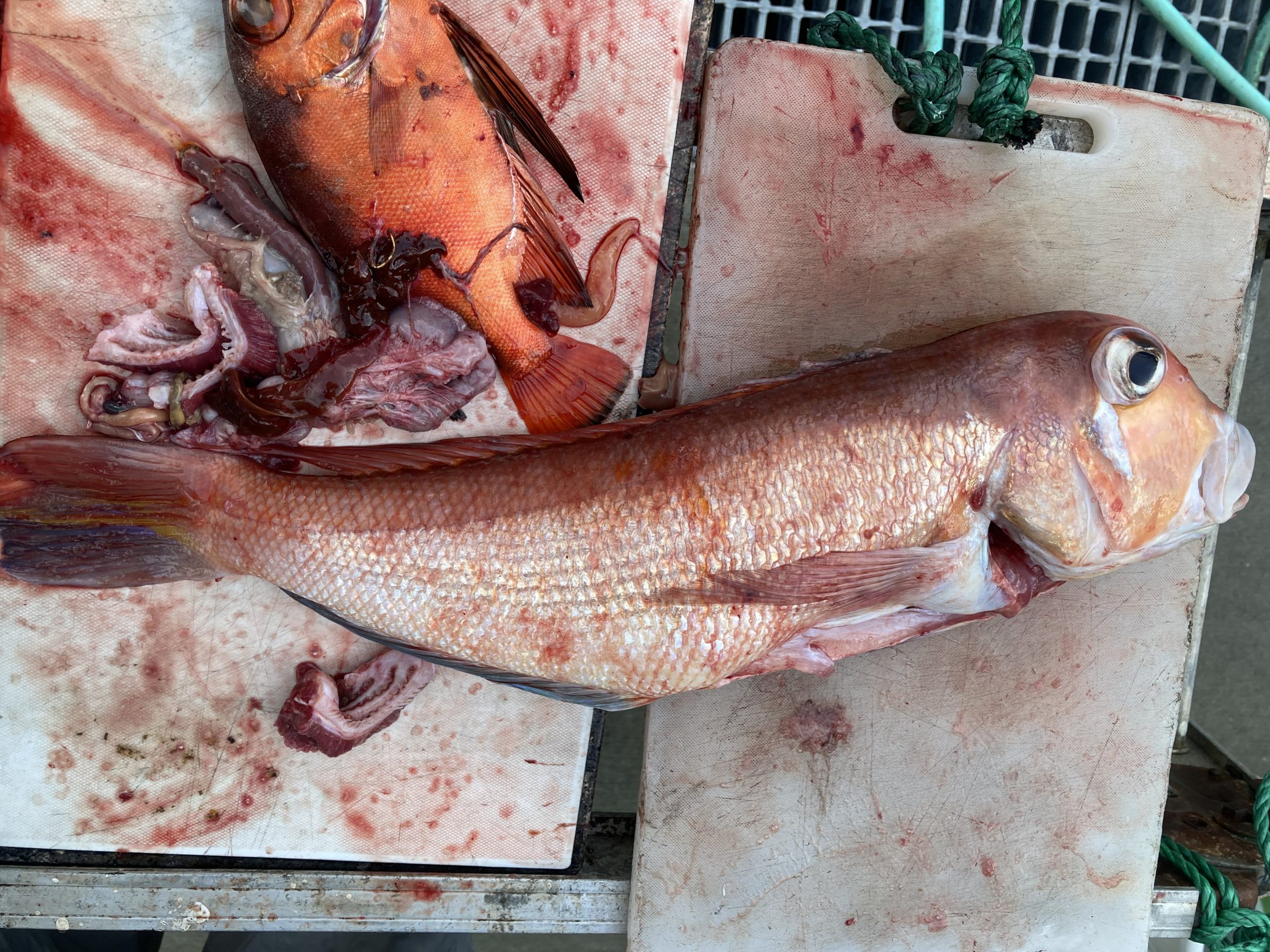 海のボート釣り　オーナー様釣果