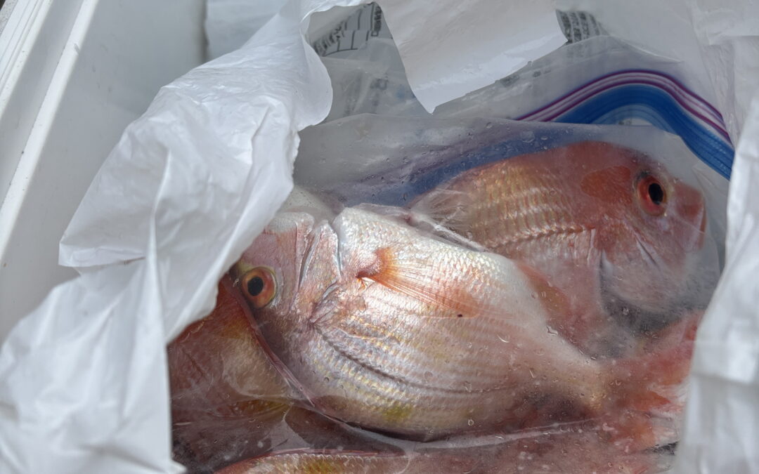 海のボート釣り　春の海