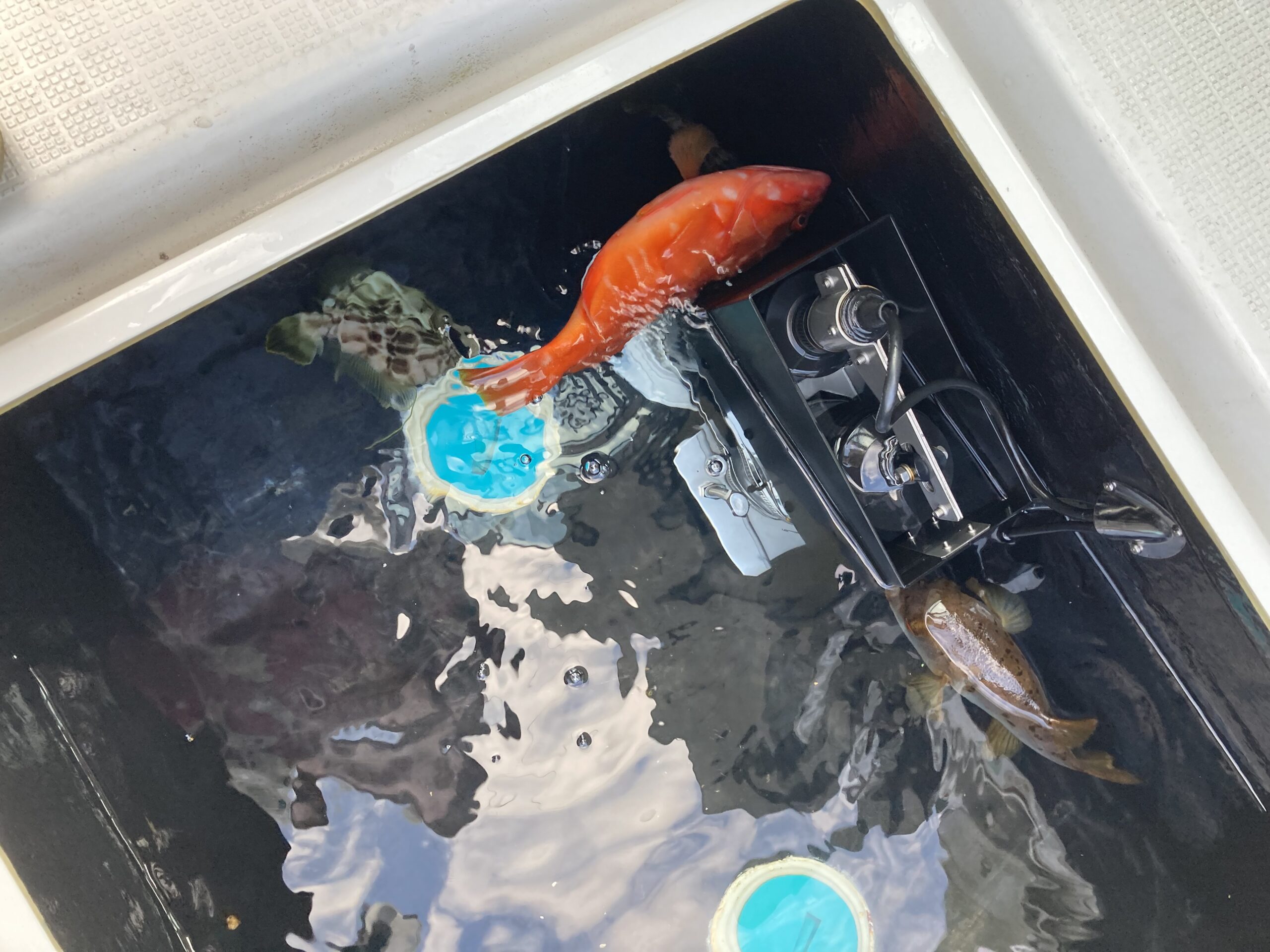 海のボート釣り　オーナー様釣果