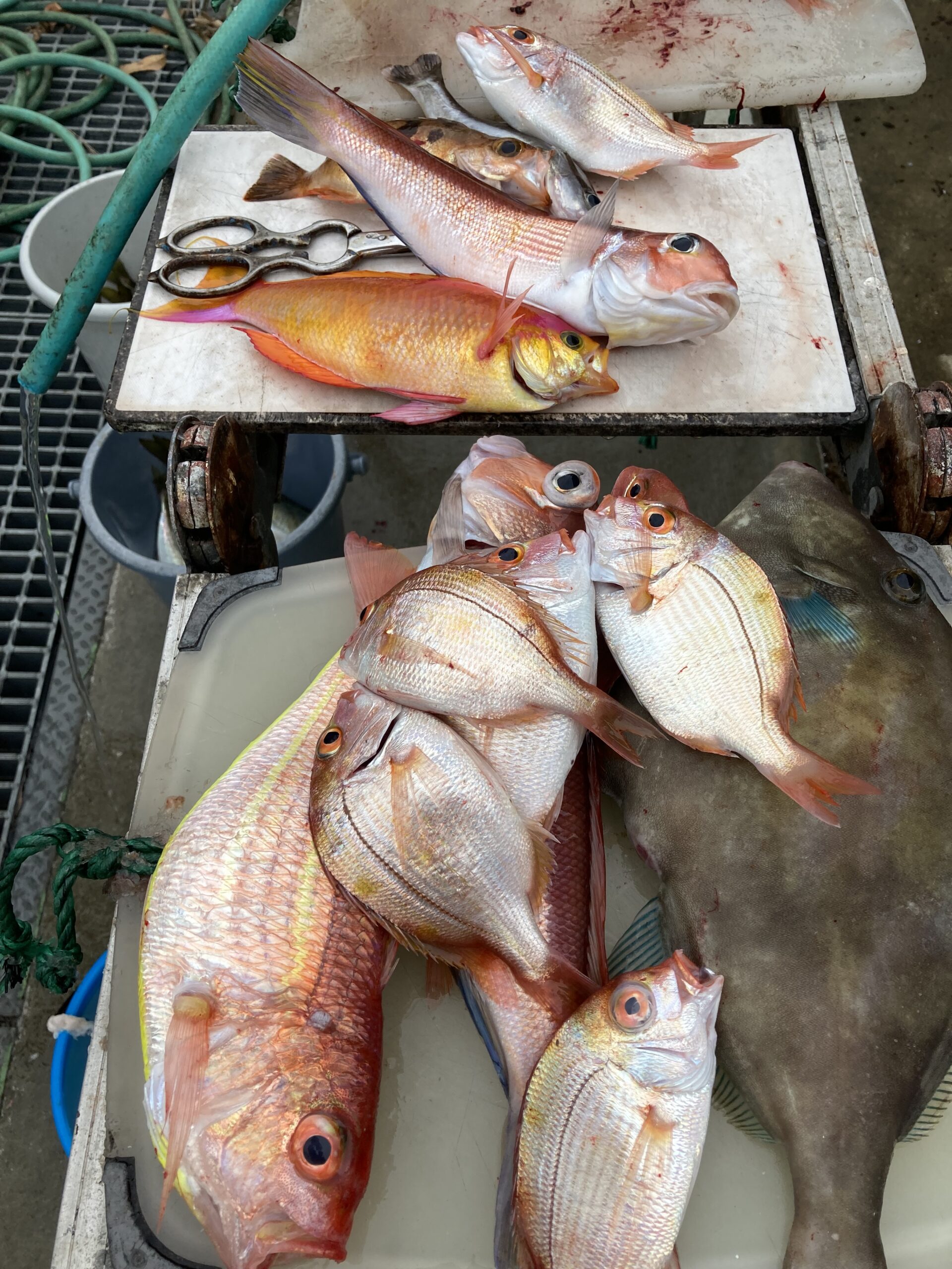 海のボート釣り　オーナー様釣果