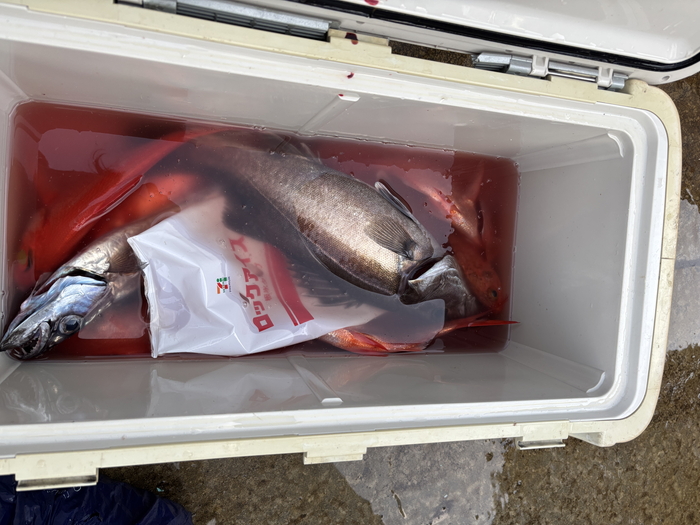 海のボート釣り　オーナー様釣果 　春の暖かさ