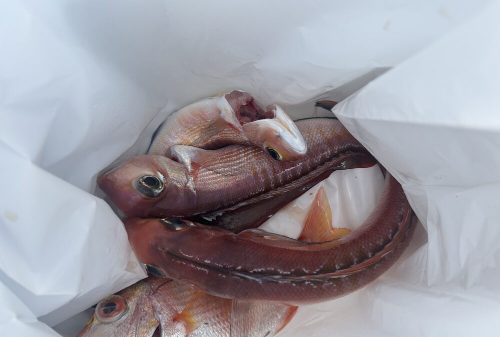 海のボート釣り　頑張るとよくないかも？