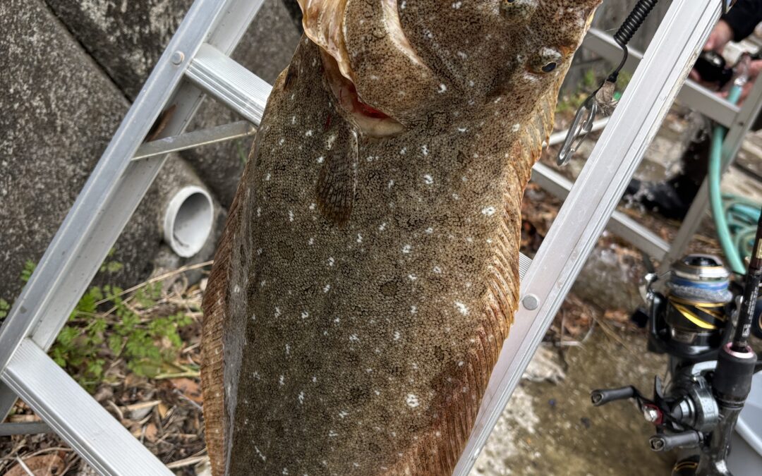 海のボート釣り　またもや出現か？