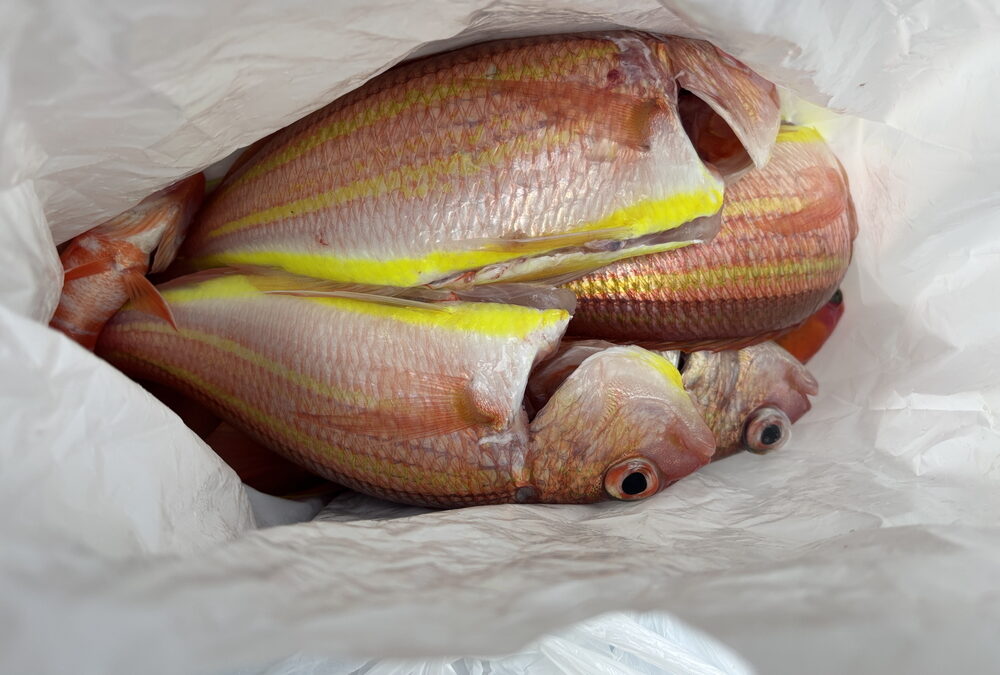 海のボート釣り　ようやく風が