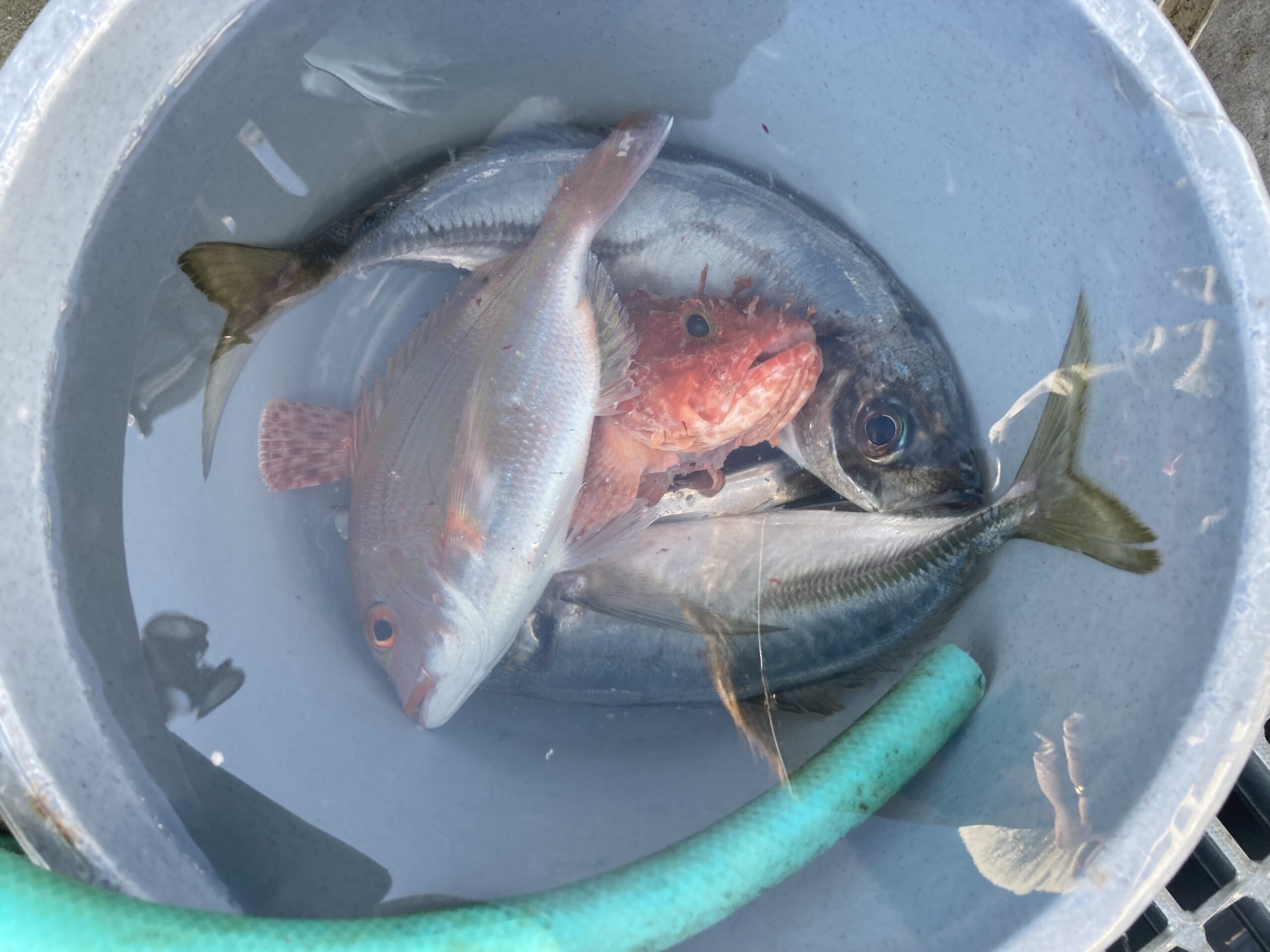 海のボート釣り　オーナー様釣果