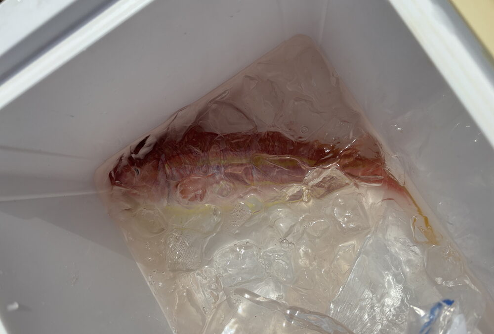 海のボート釣り　釣り運