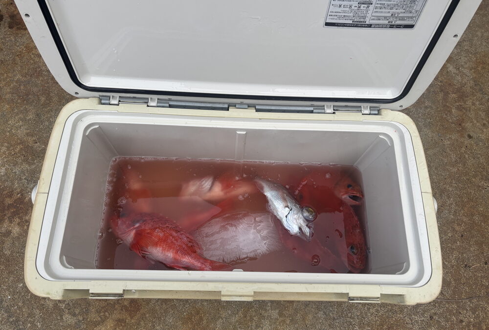 海のボート釣り　100歳の魚