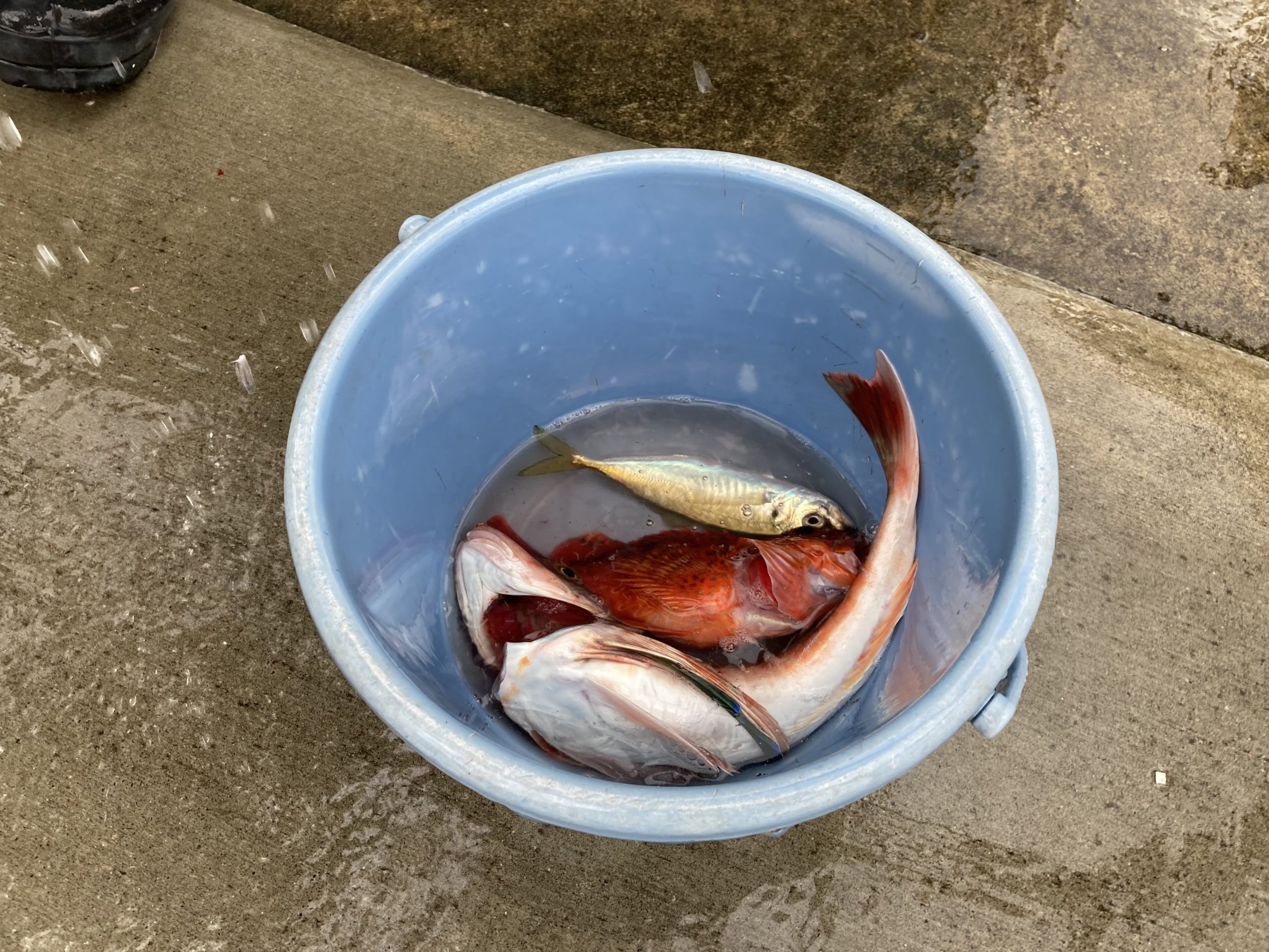 海のボート釣り　オーナー様釣果