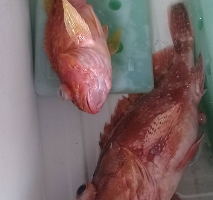 海のボート釣り　タイラバは・・・