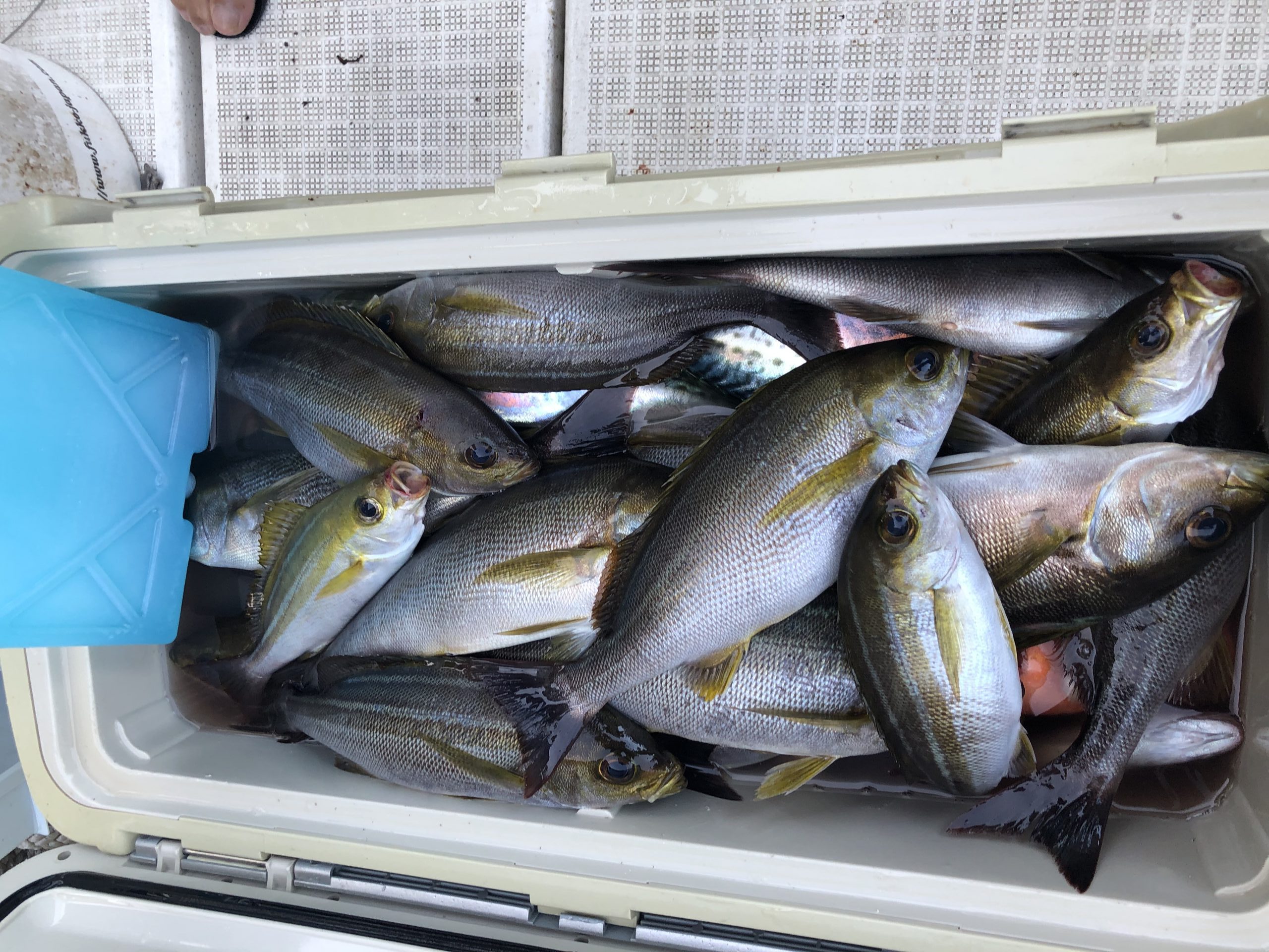 海のボート釣り　オーナー様釣果