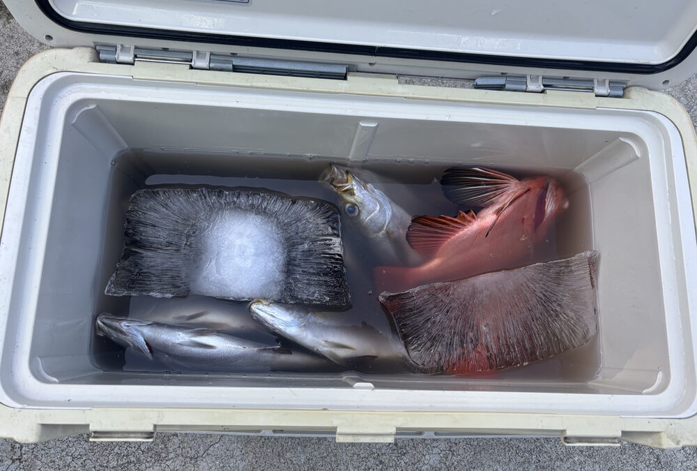 海のボート釣り　今日はすごかった