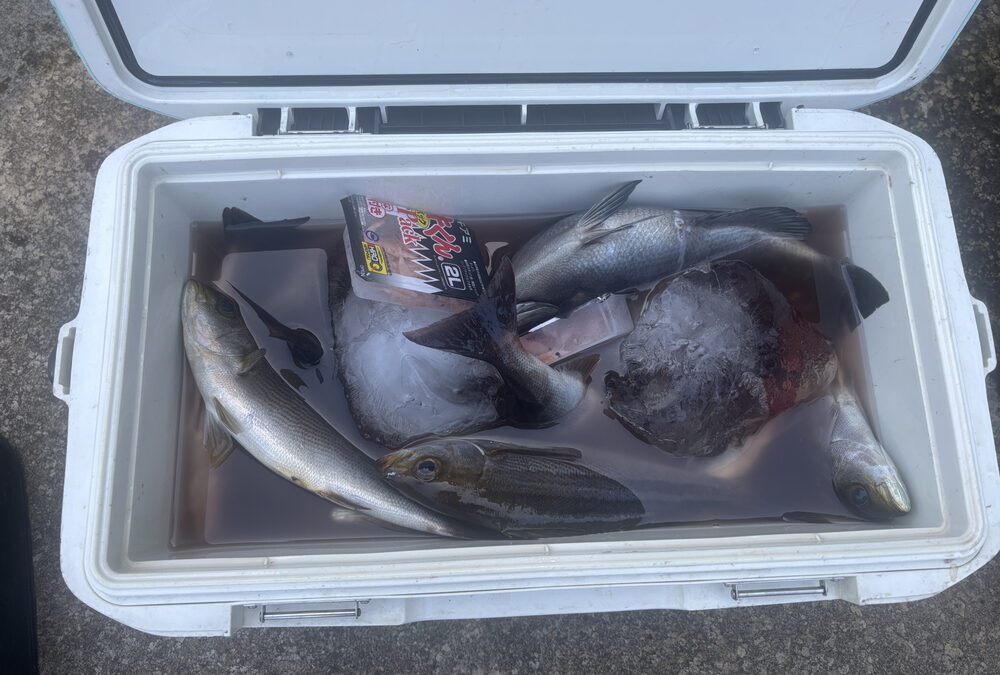 海のボート釣り　うねり到達と爆釣