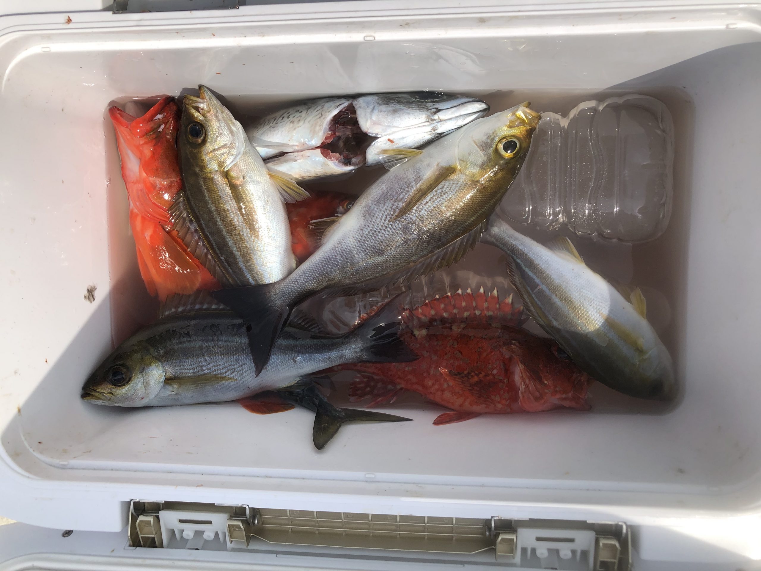 海のボート釣り　オーナー様釣果