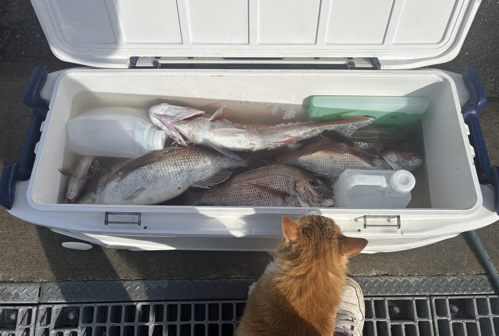 海のボート釣り　辛抱が必要だそうです