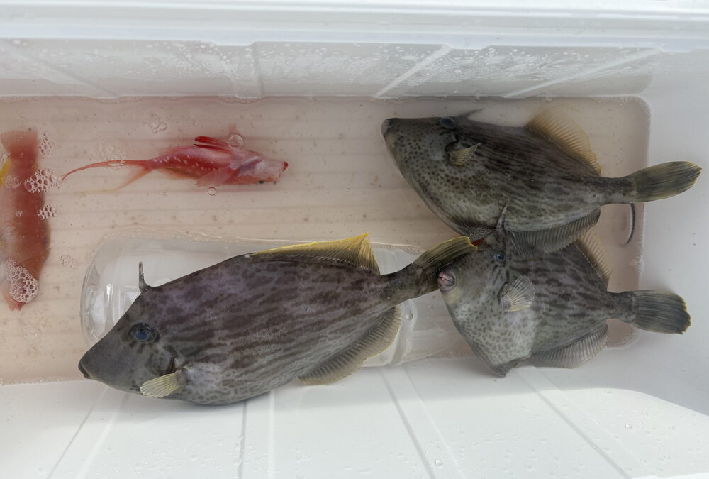 海のボート釣り　初釣行
