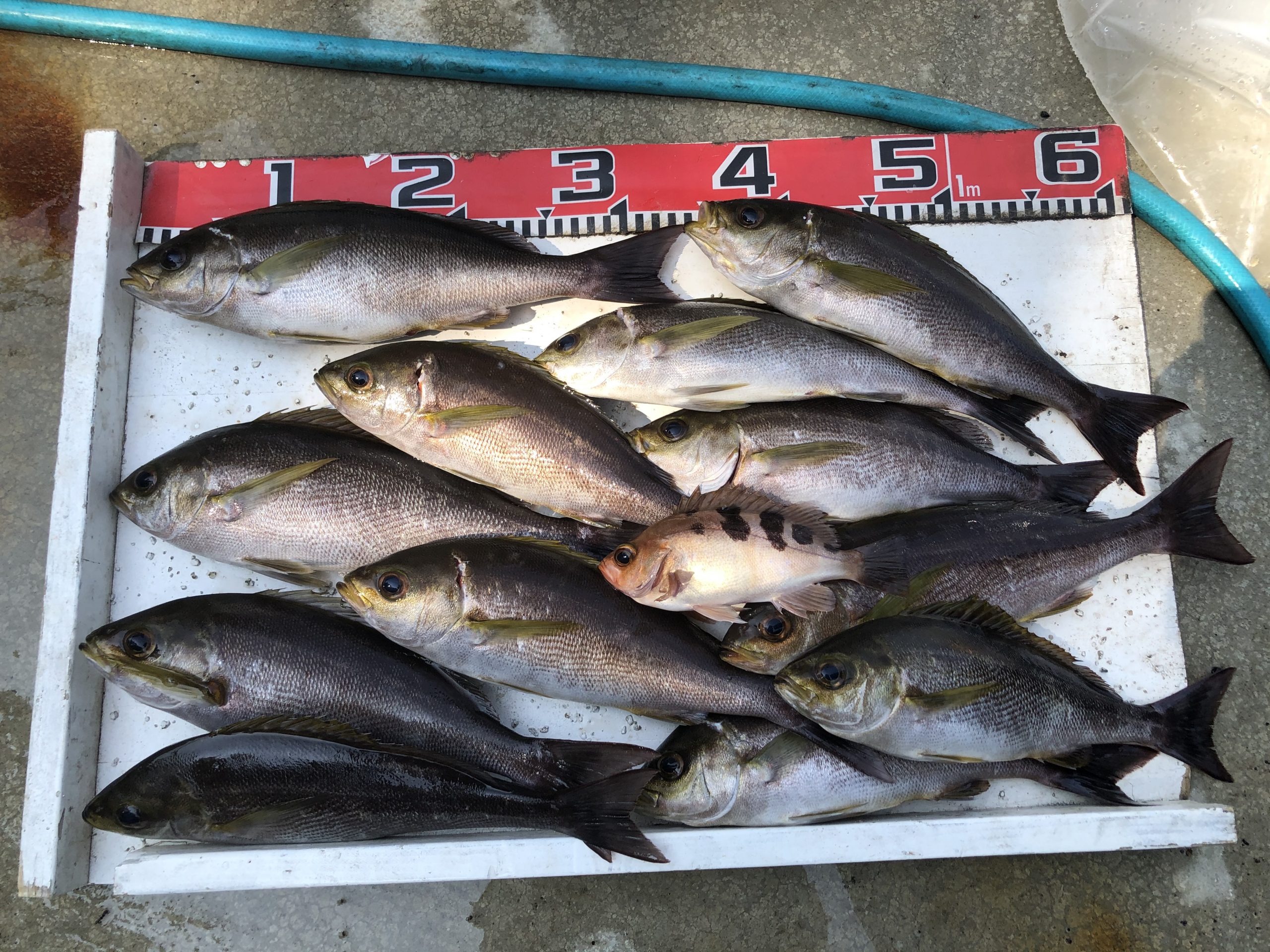 海のボート釣り　オーナー様釣果