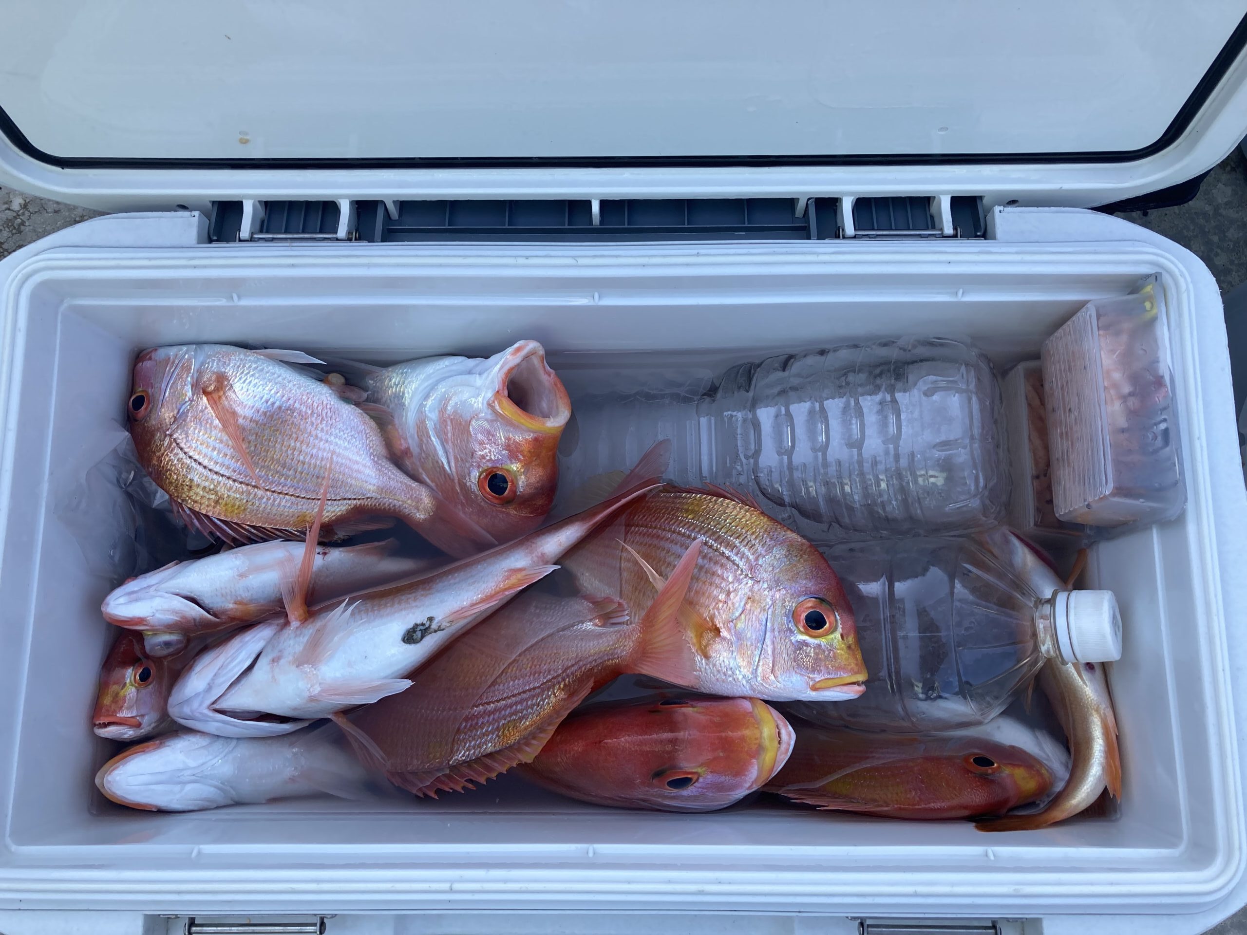 海のボート釣り　オーナー様釣果