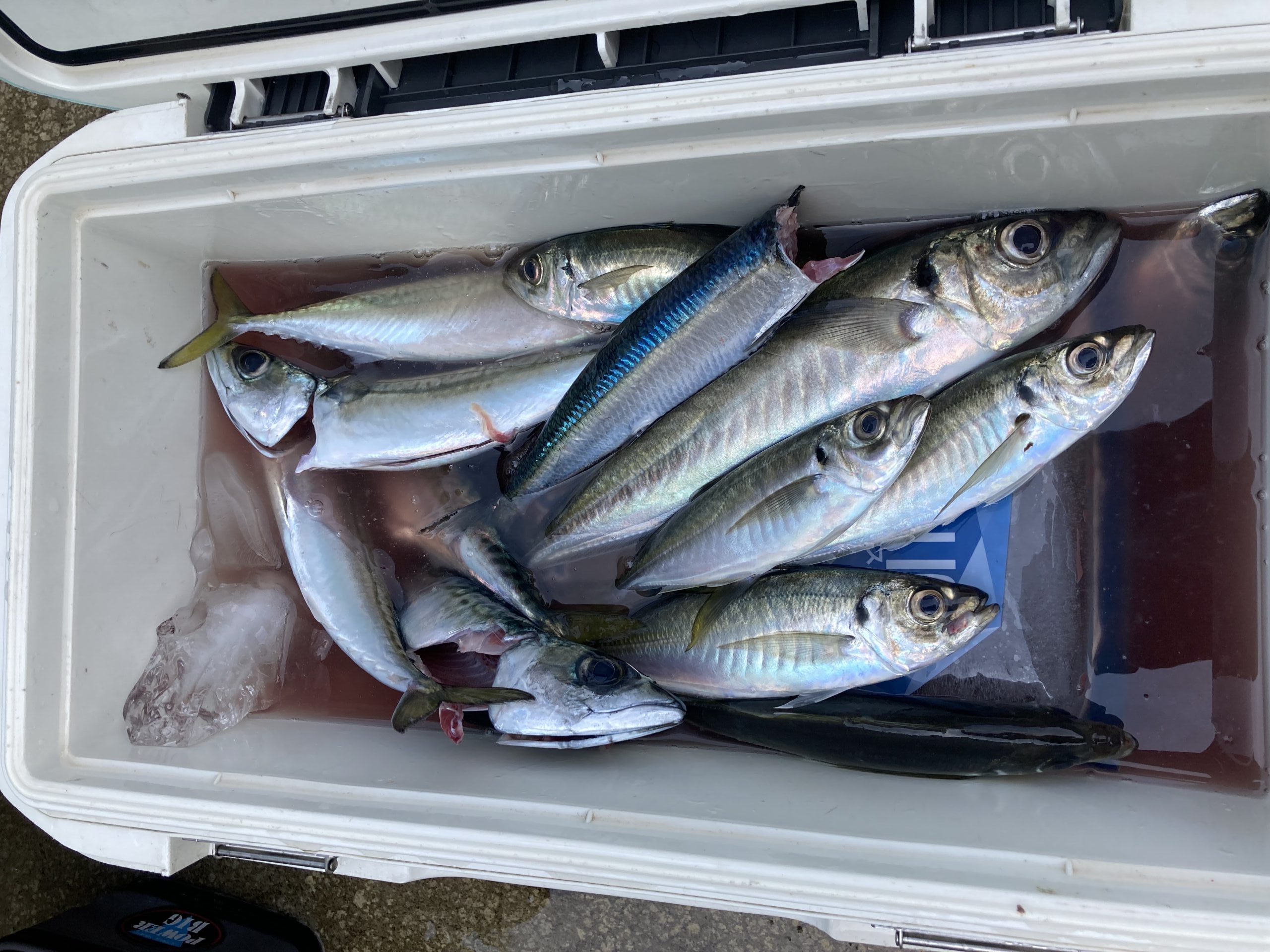 海のボート釣り　オーナー様釣果